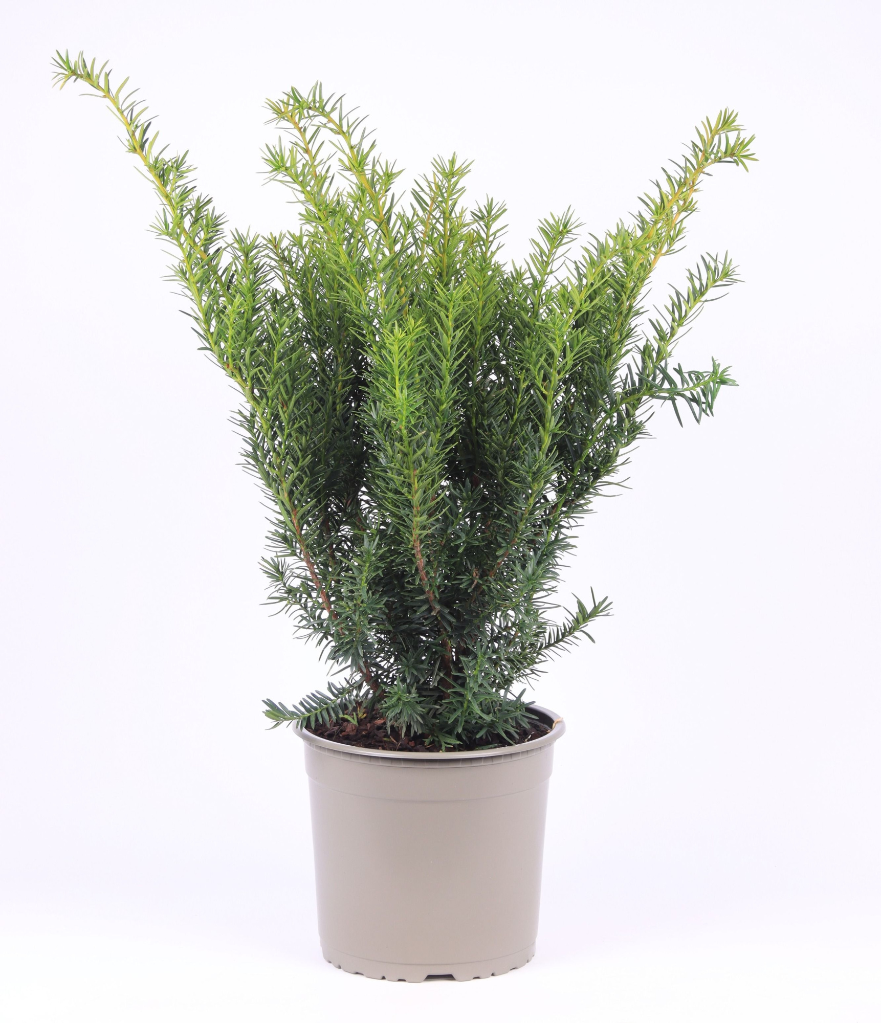 Taxus media 'Densiformis', D 23 cm
