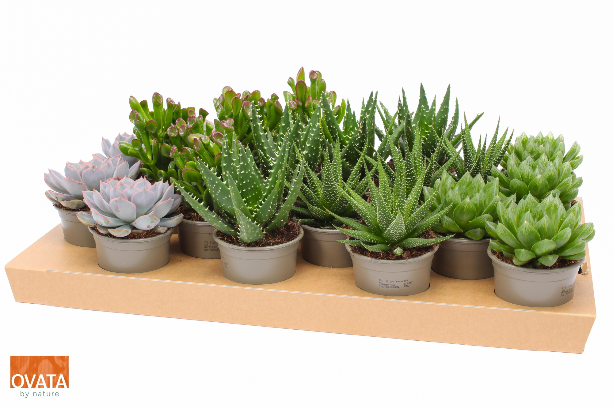 Succulent mix 8,5, D 8,5