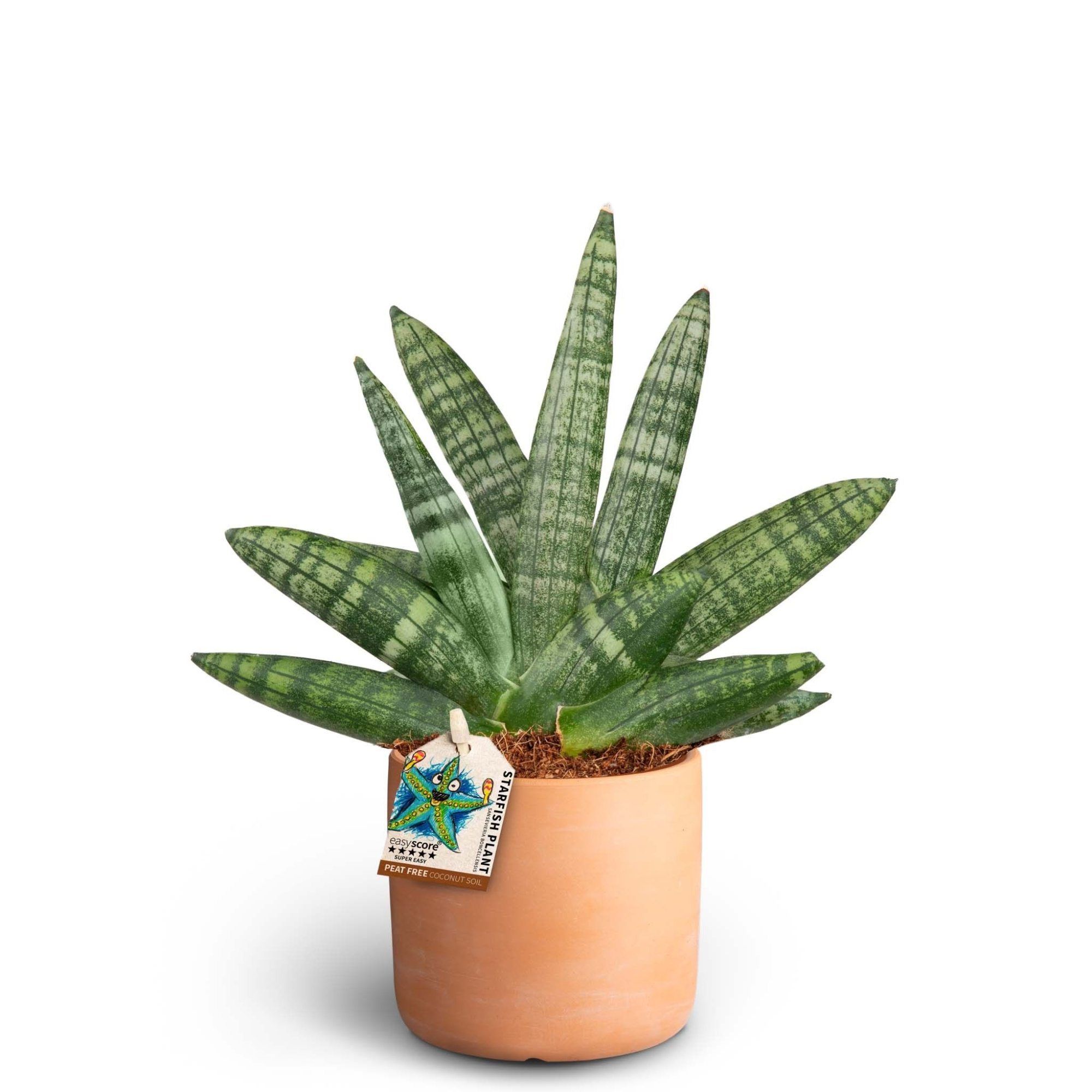 Raw Terracotta, Sansevieria Boncellensis, D 10 cm