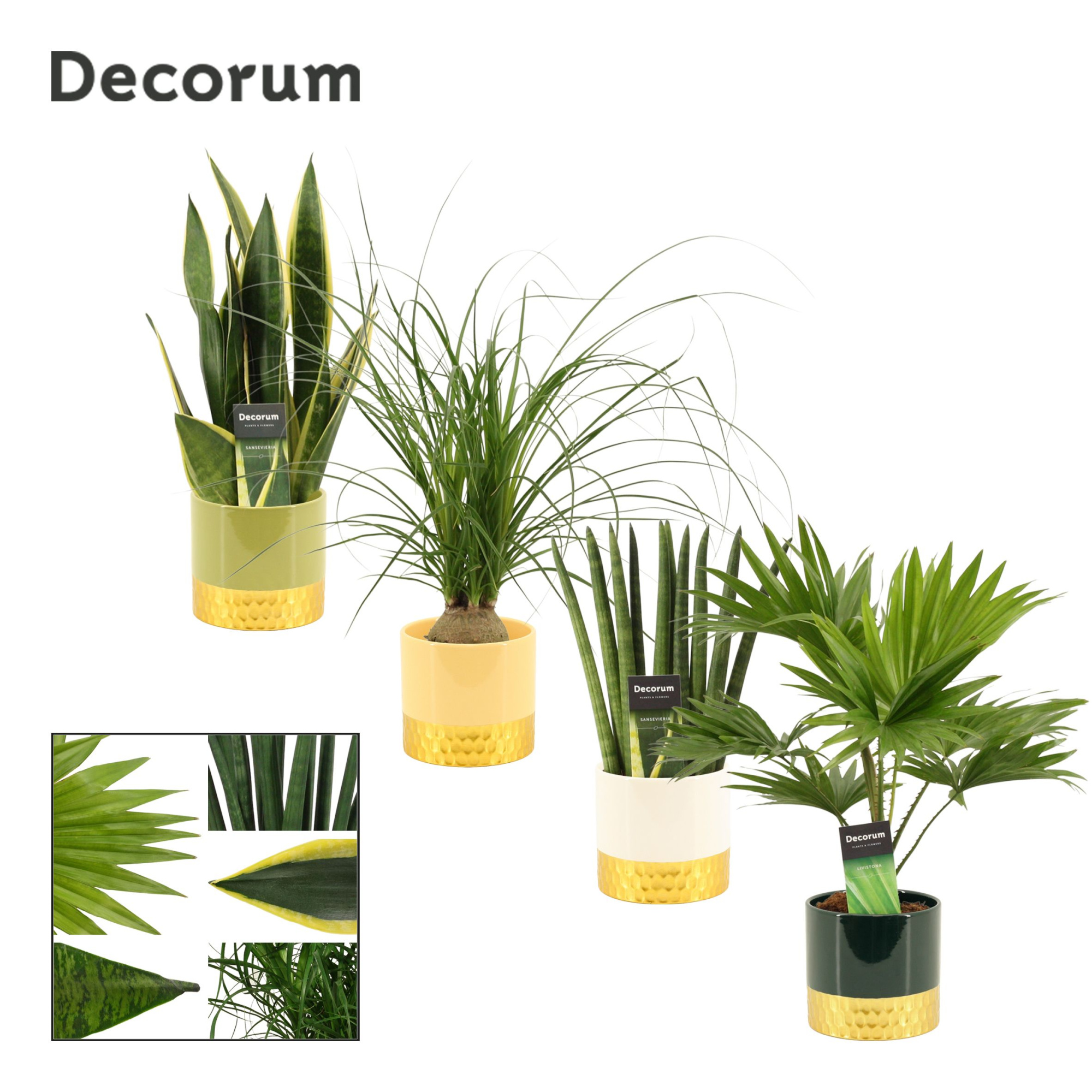 Groenmix 12 cm in Frederique (Top blend-collection), D 12 cm