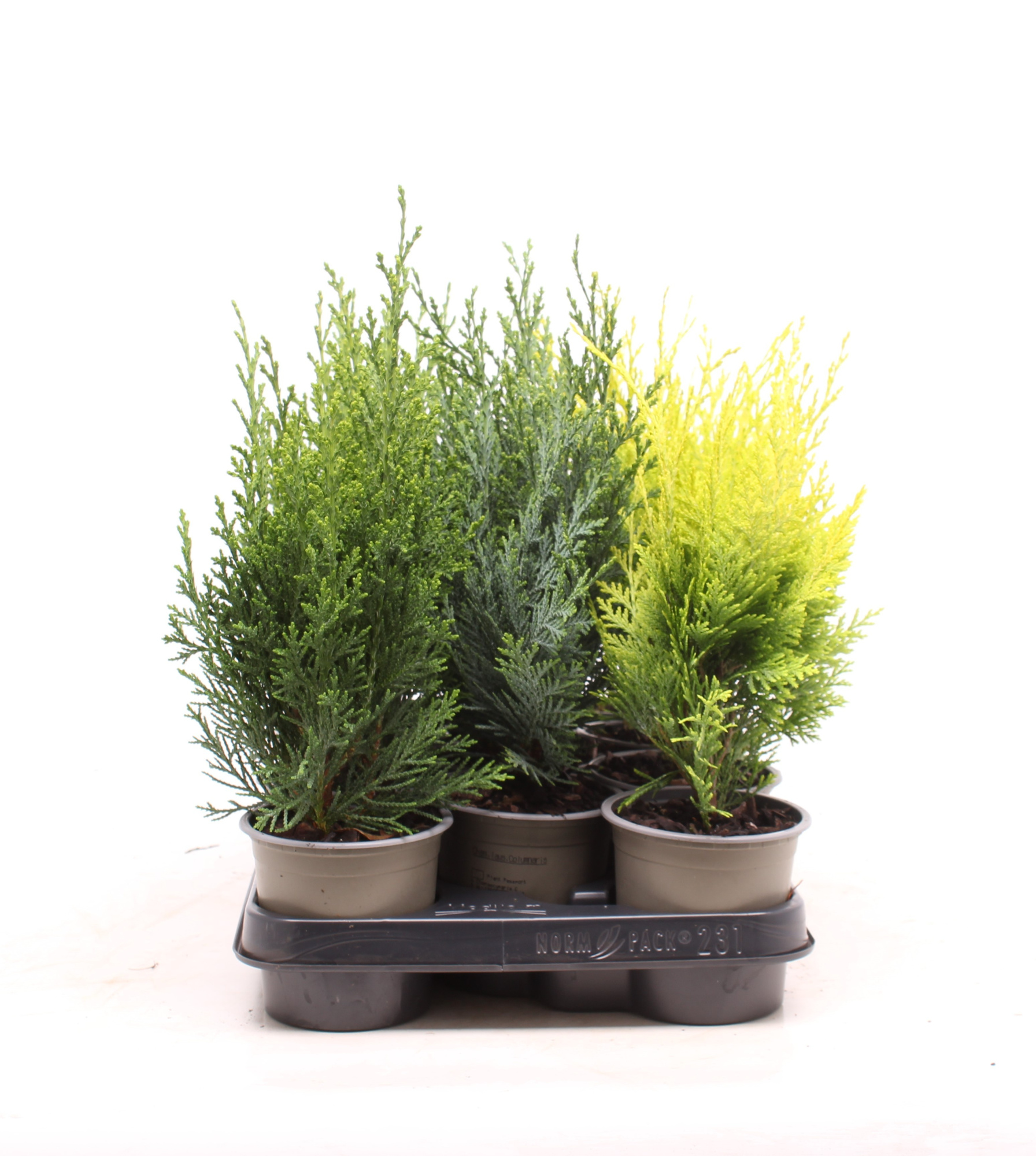 Chamaecyparis gemengde bak, D 11 cm