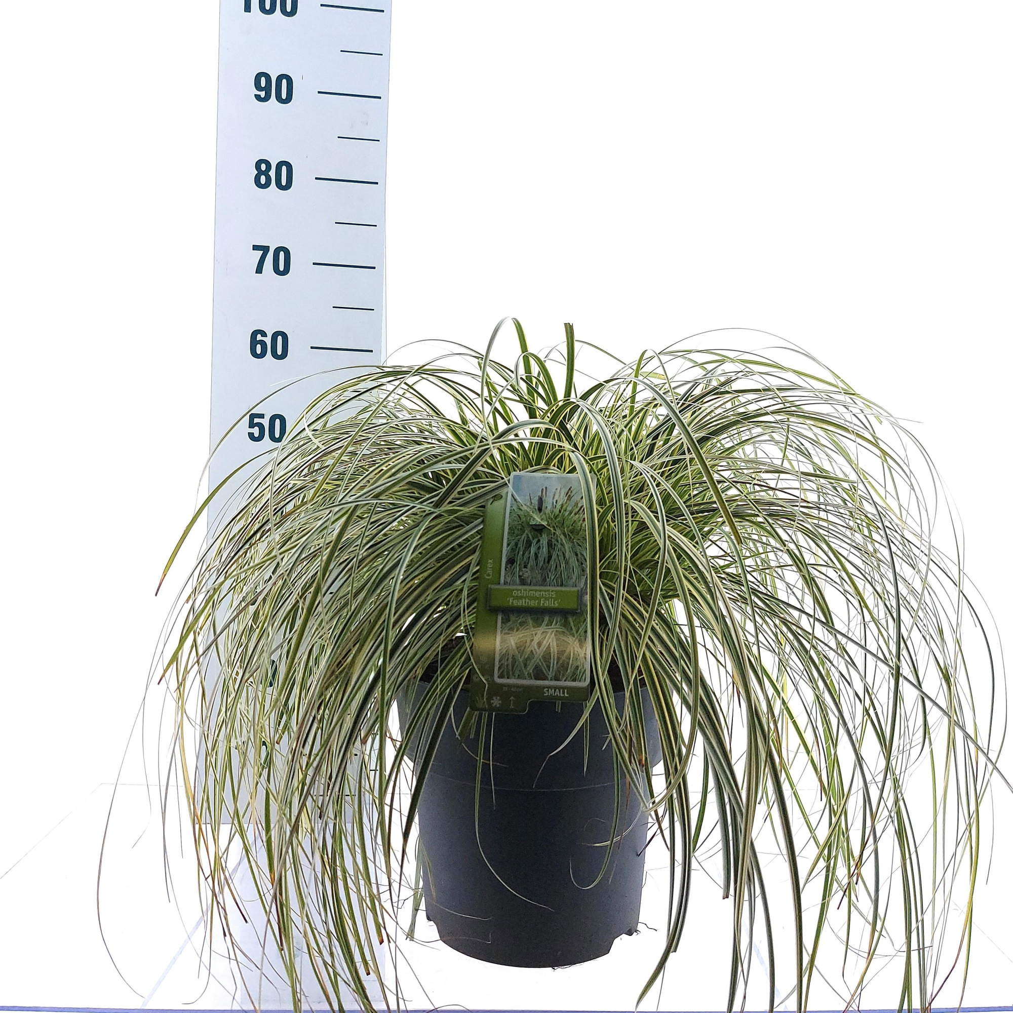 Carex 'Feather Falls' PBR, D 29 cm