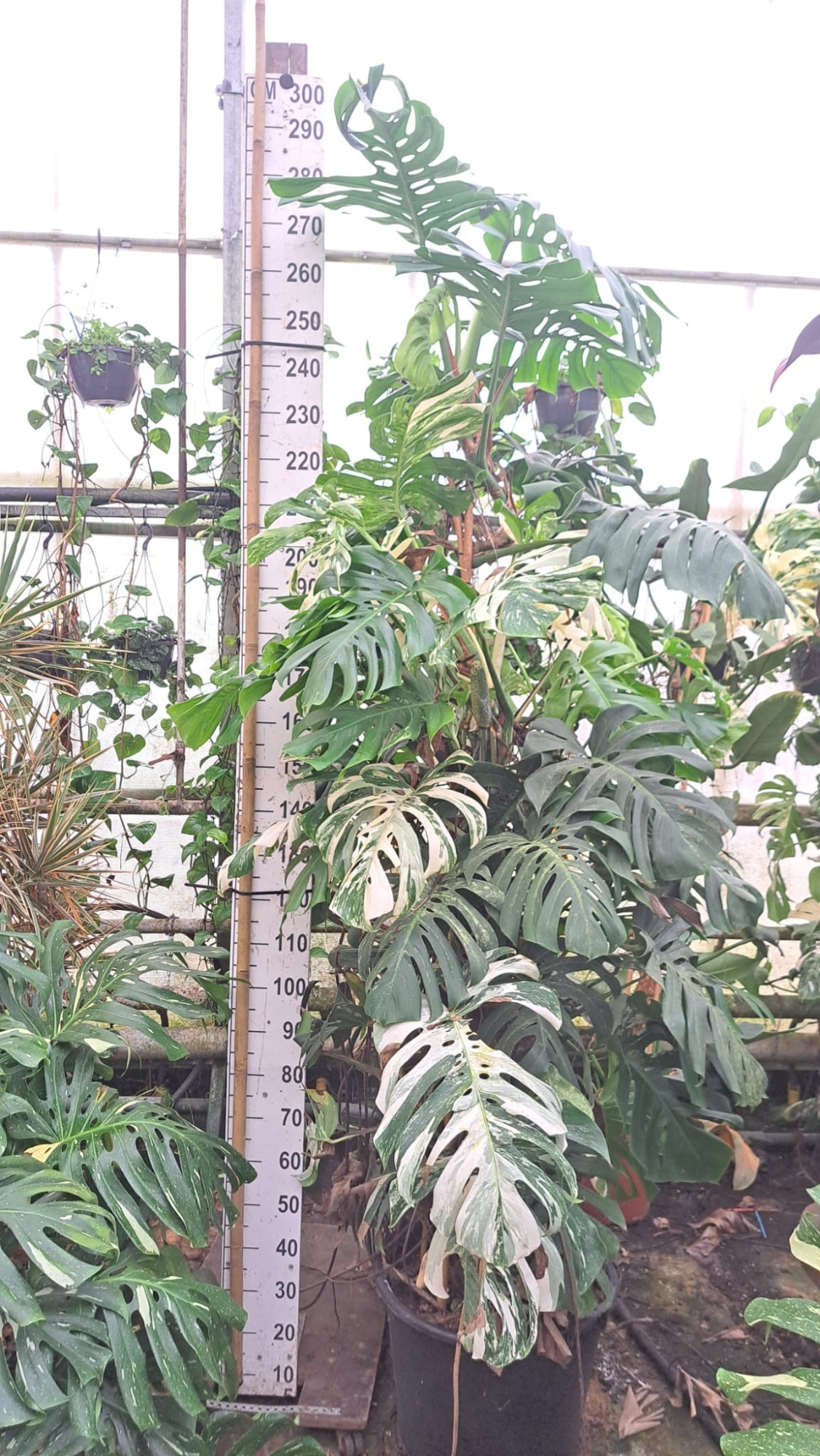 Monstera Del. var. XXL 280, D 55