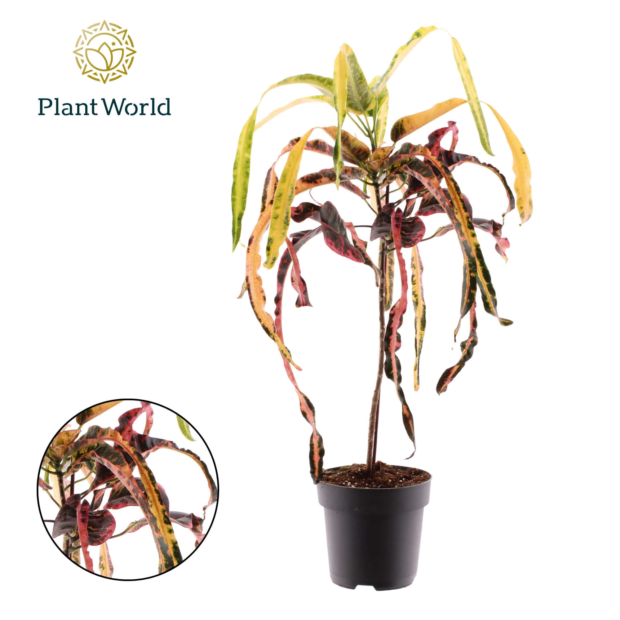 Croton Dreadlock, D 19 cm