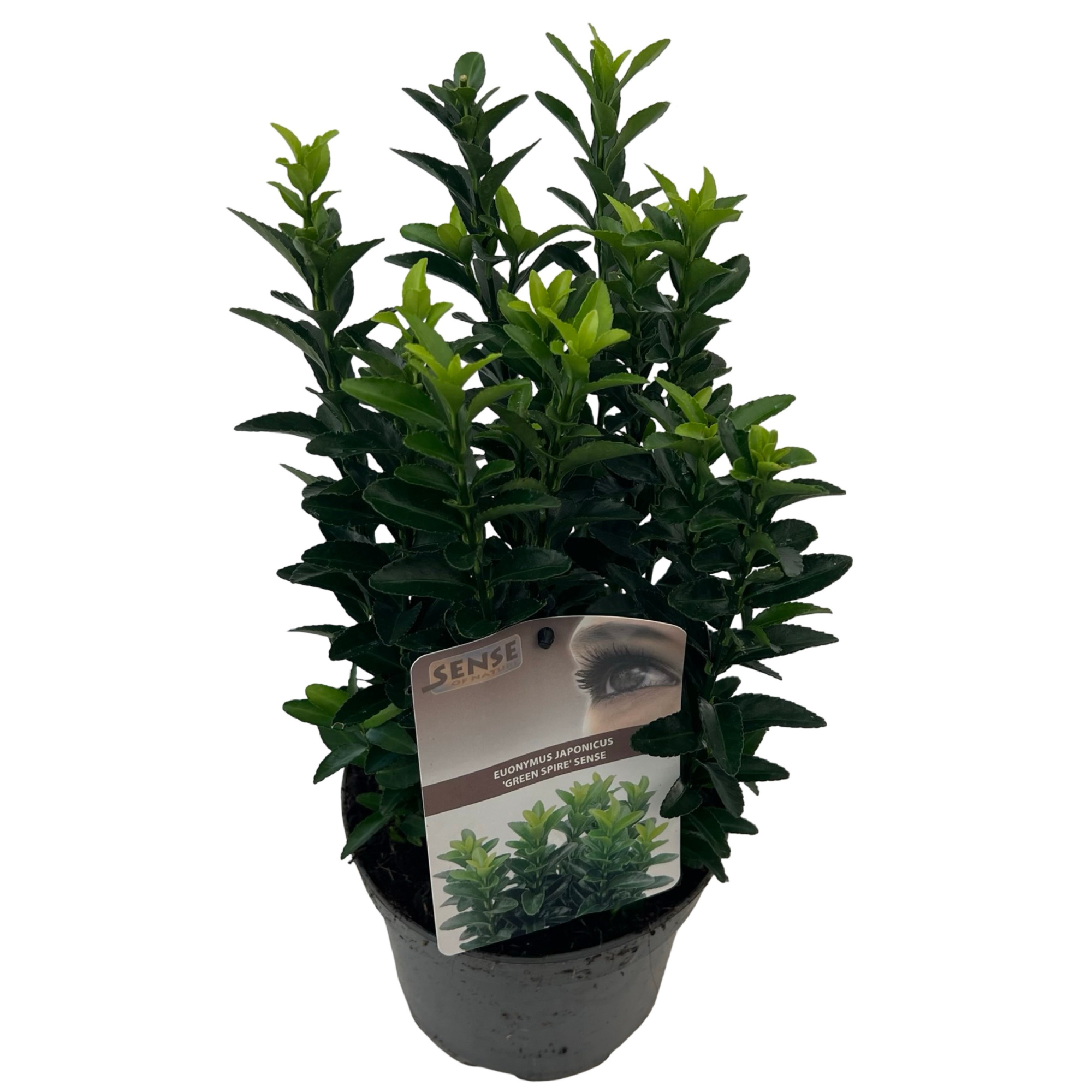 Euonymus jap. 'Green Spire' (Jean Hugues) sense, D 17