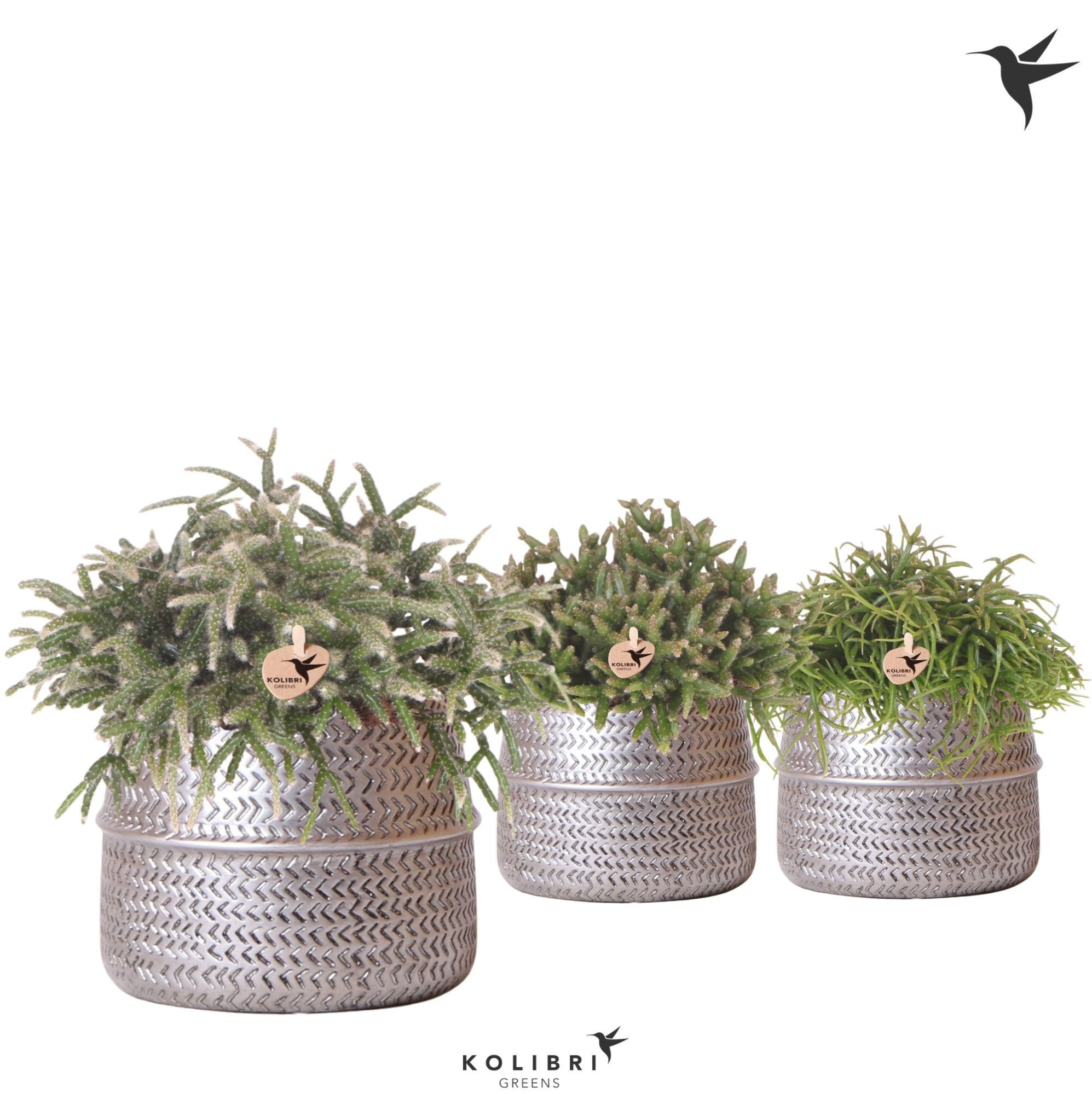 Kolibri Greens Rhipsalis mix in Groove pot silver, D 12