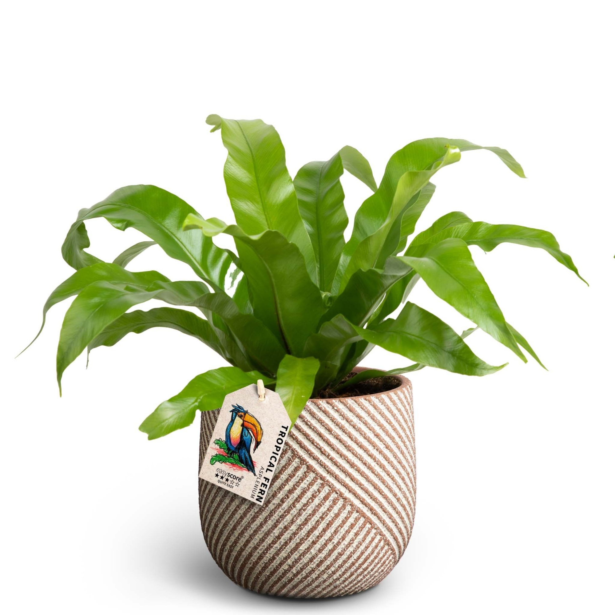 Grove Nougat, Asplenium antiquum, D 12 cm