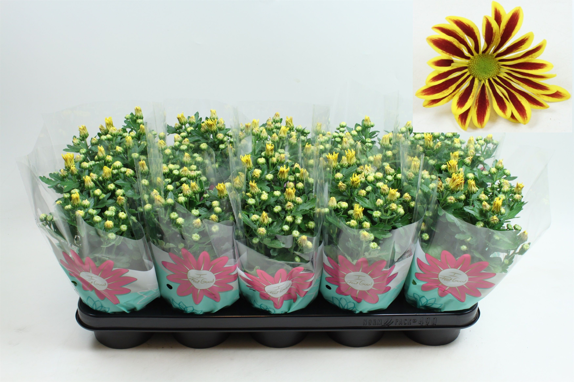 Chrysant Rainbow Lake Worth Stadium 1 Pot 12, D 12