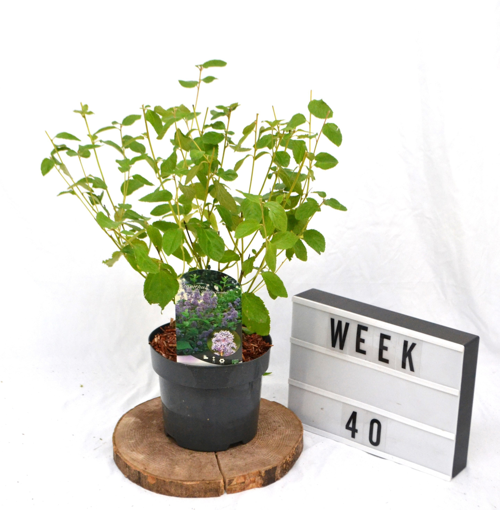 Ceanothus del. 'Gloire de Versaille C3, D 19 cm