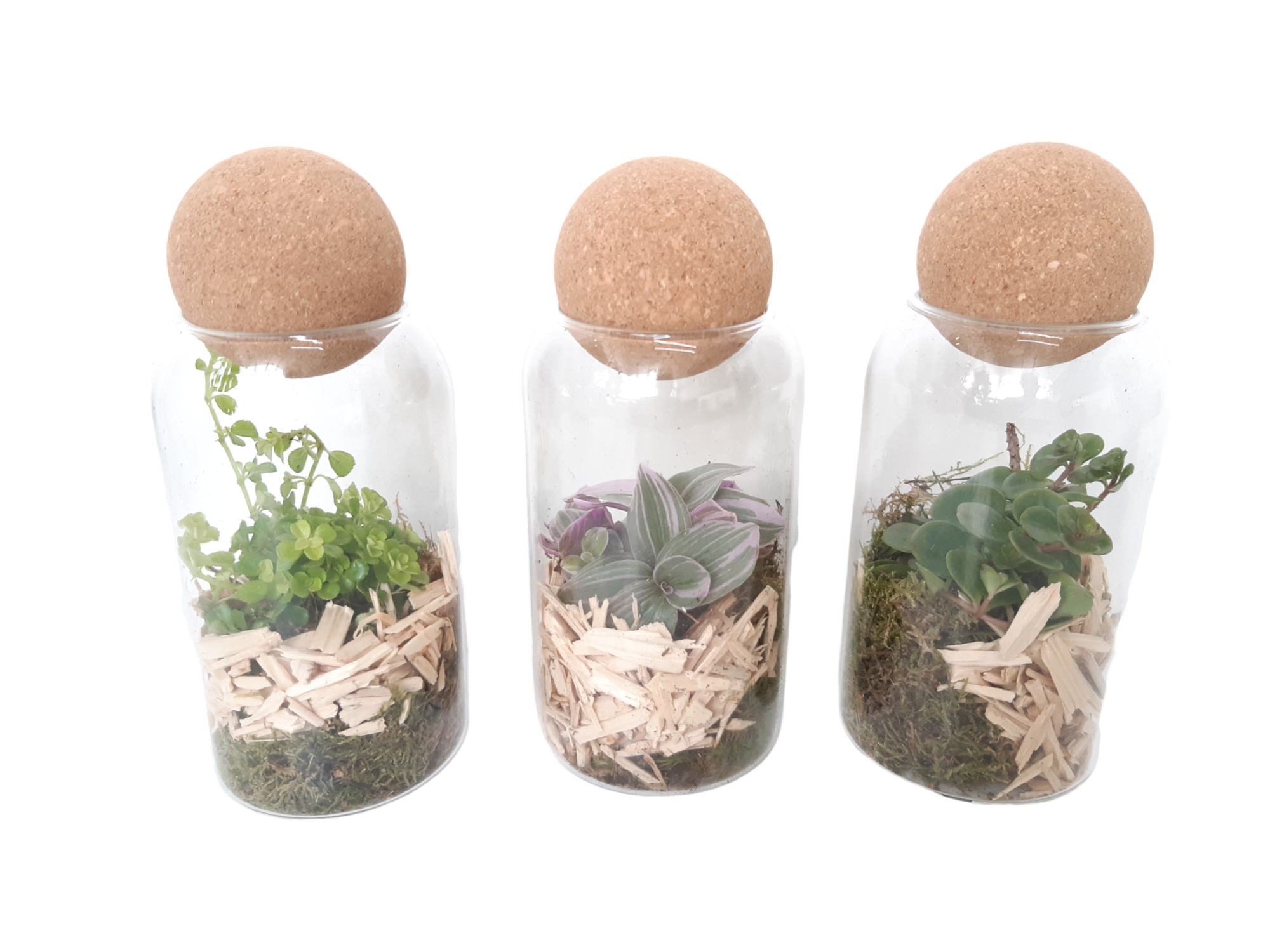 TVKB19 Glasvaasje + kurkbol H19 mini groenmix, D 9 cm