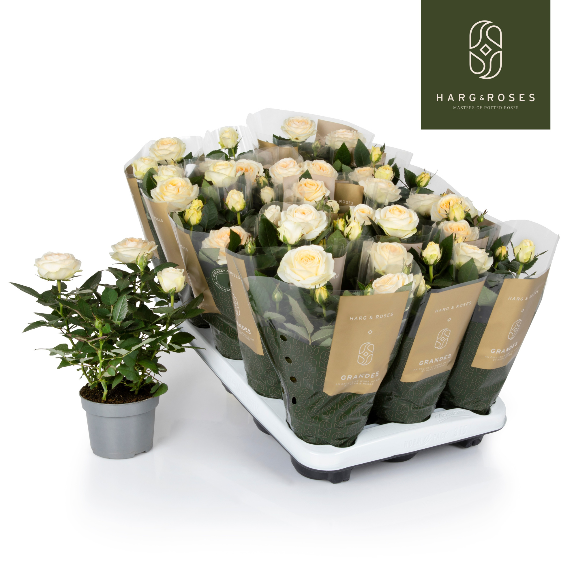 Rosa Kordana Grande Belami, D 10,5 cm