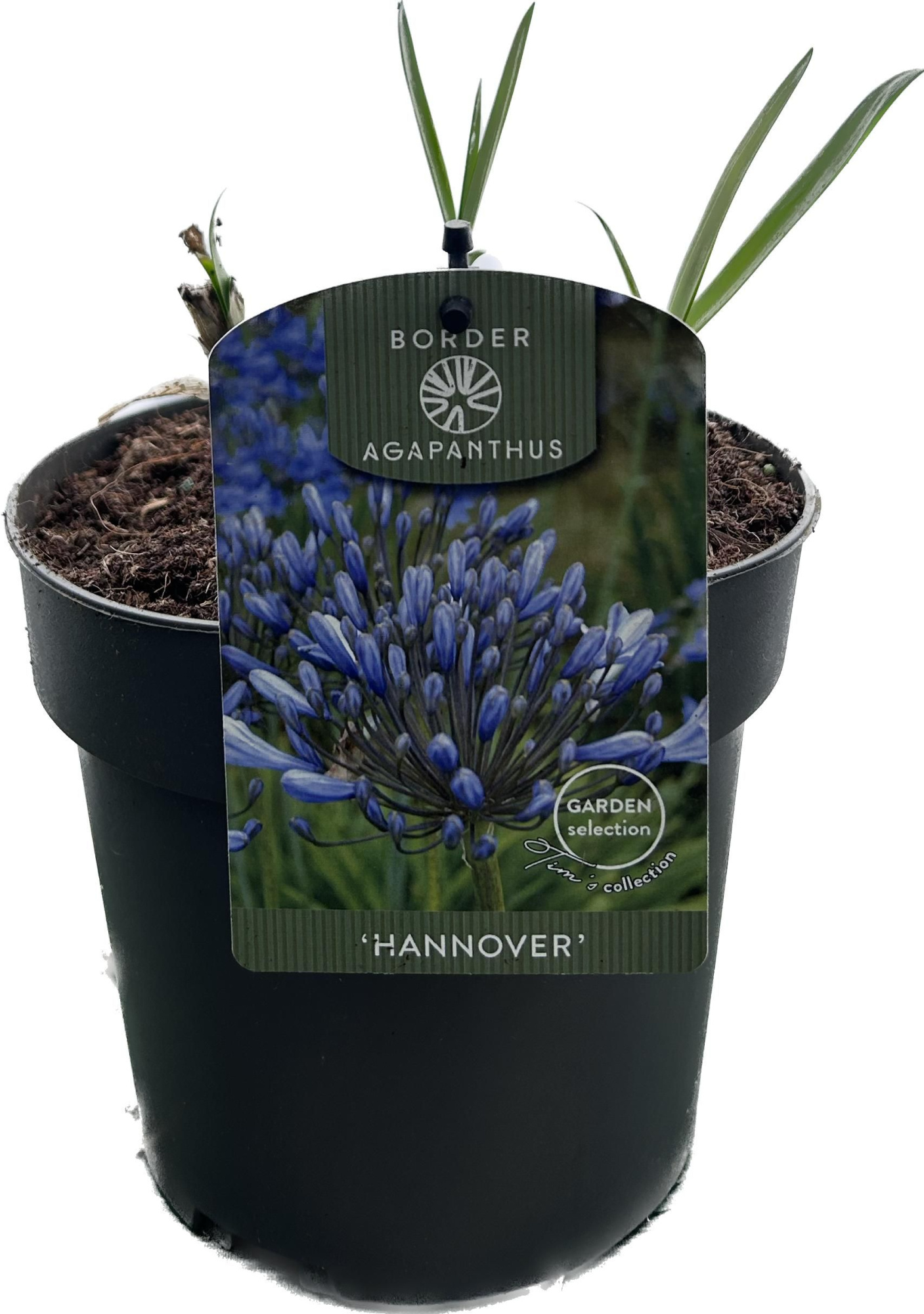 Agapanthus 'Hannover' P17 GARDEN, D 17