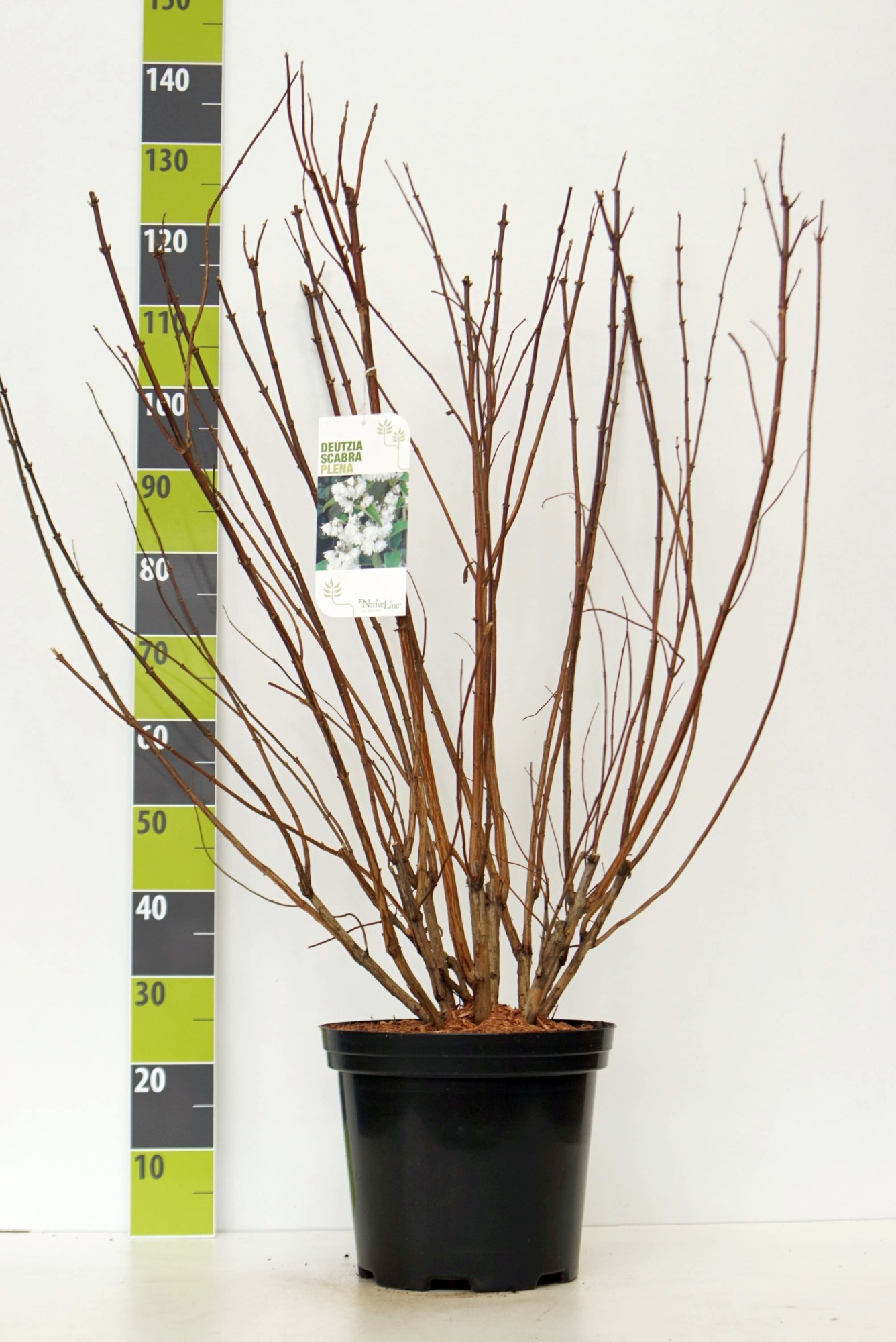 Deutzia scabra 'Plena' C 12, D 30