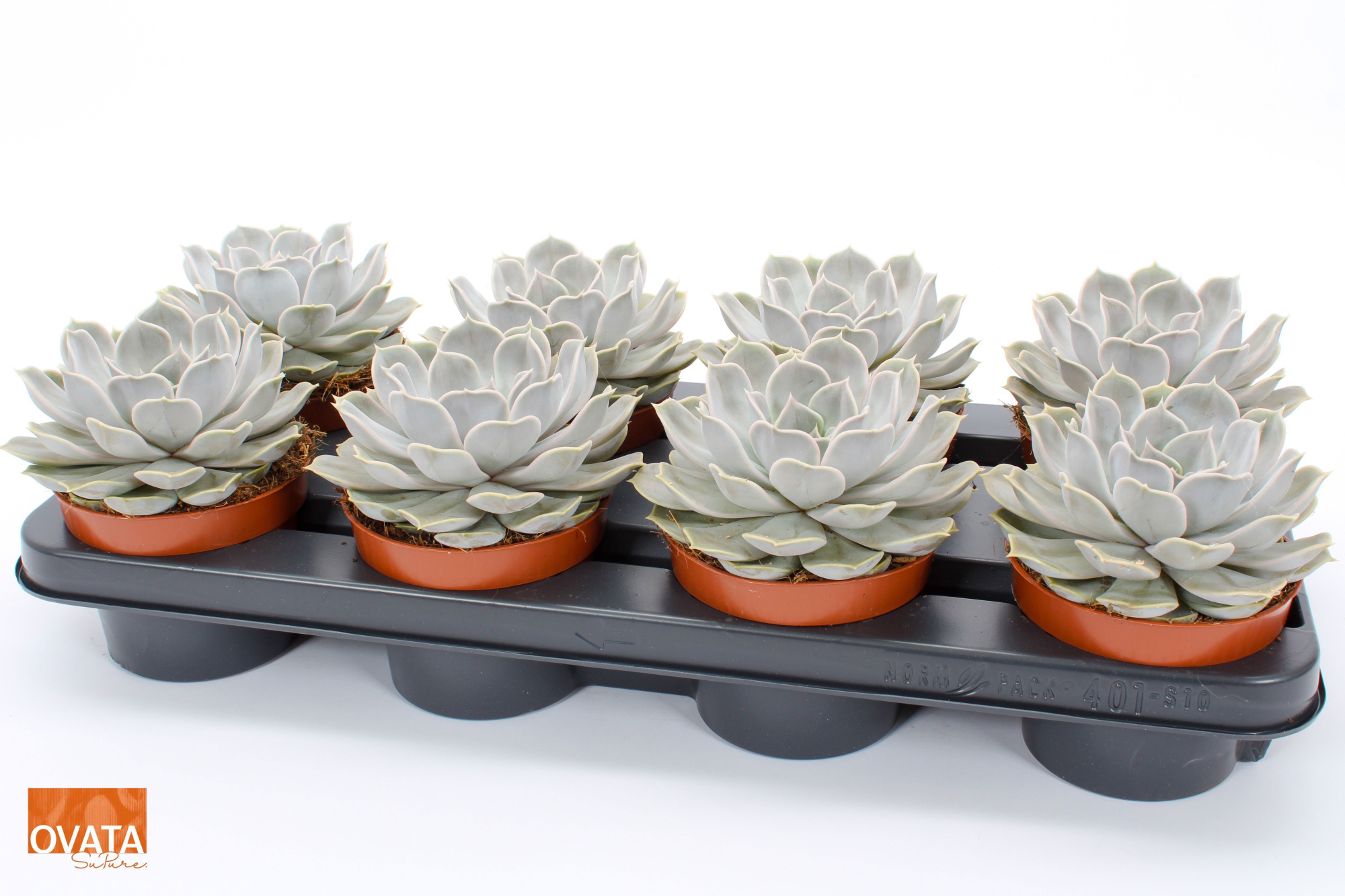 Echeveria silver pearl 12 pearls, D 12 cm