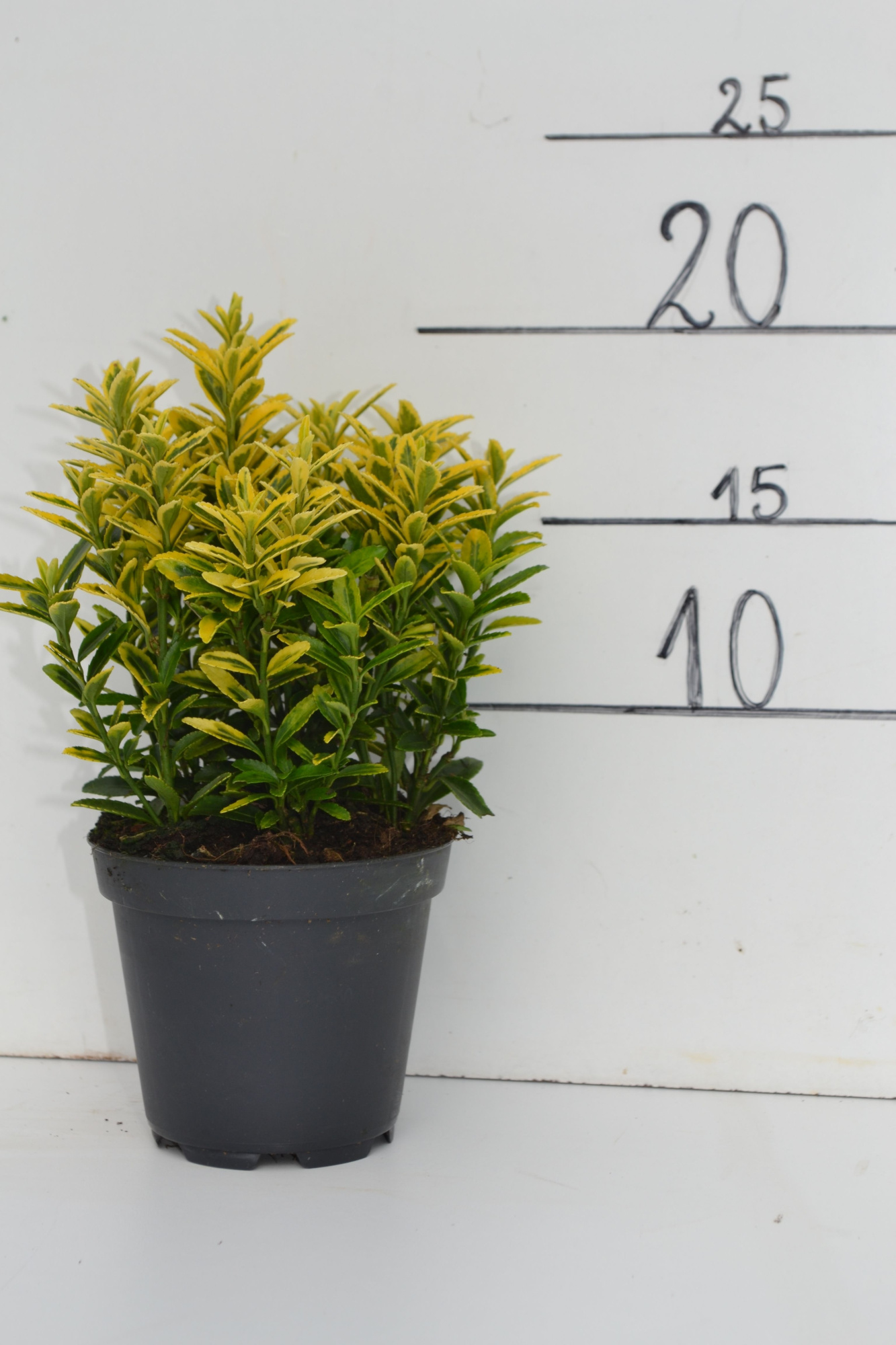 Euonymus japonicus 'Microphyllus Aureovariegatus' MICRO GOLD, D 9 cm