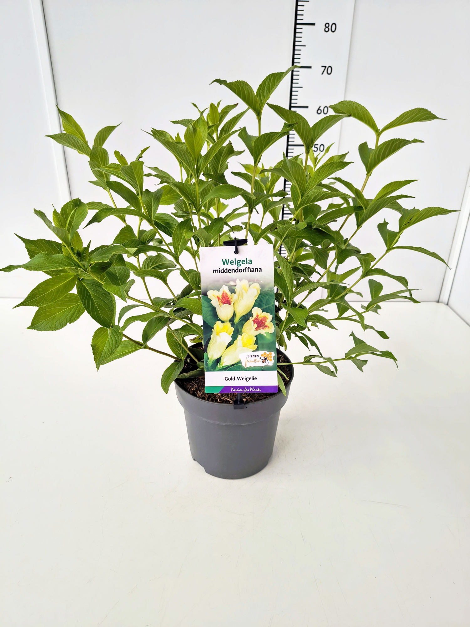 Weigela middendorffiana 50-60C5, D 23 cm