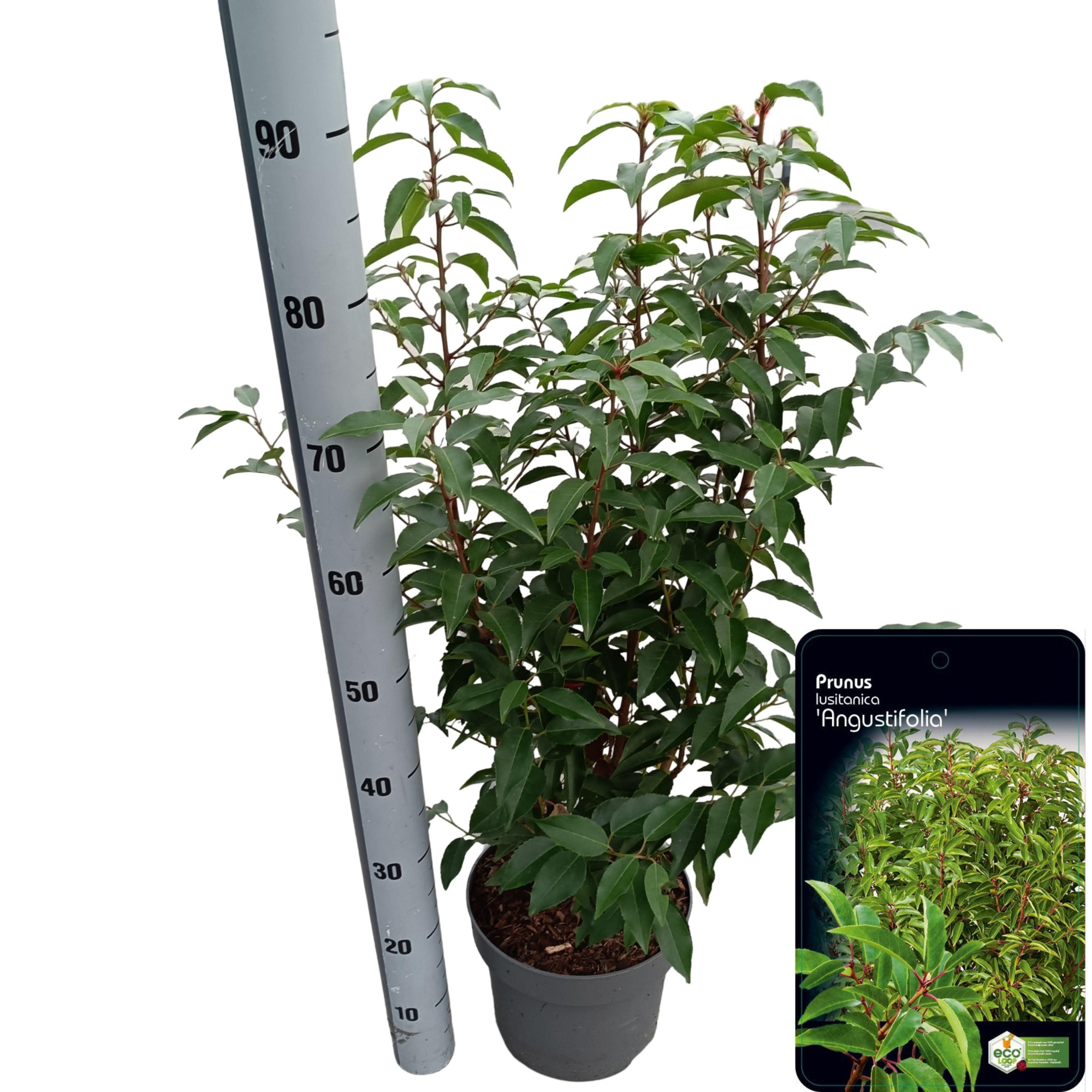 Prunus lusitanica 'Angustifolia', D 23 cm