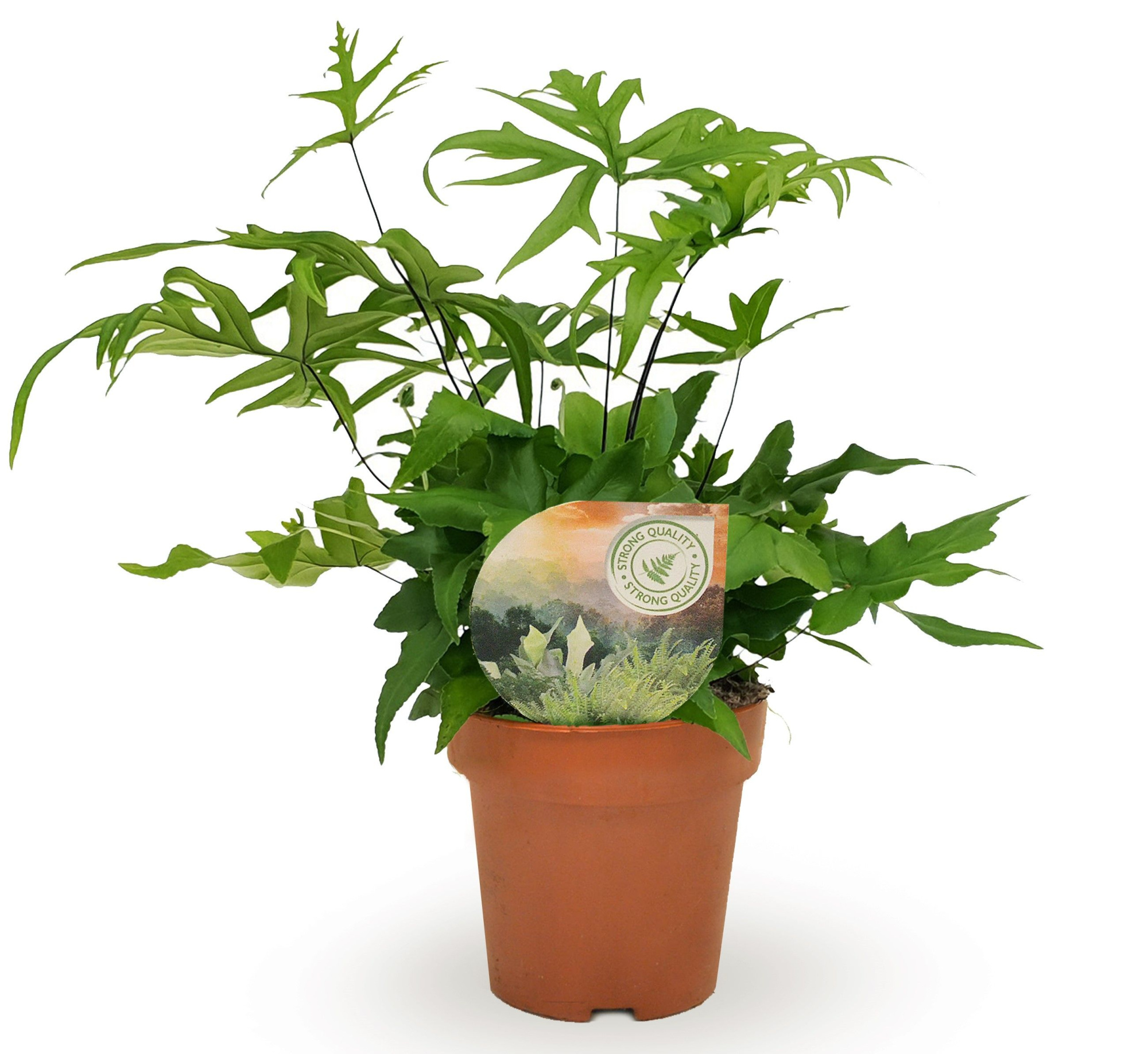 Doryopteris pedata, D 12 cm