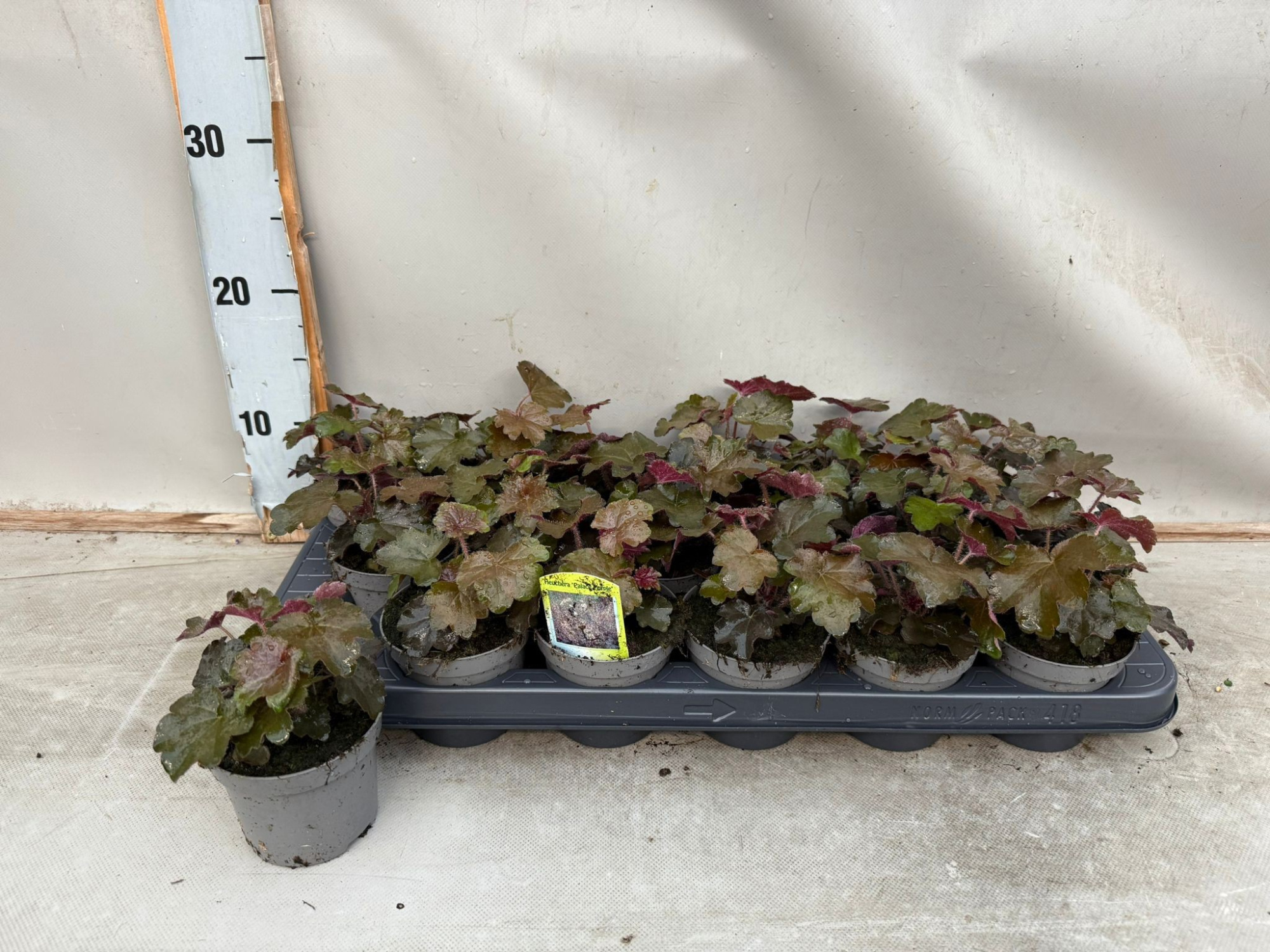 Heuchera Palace Purple, D 9 cm