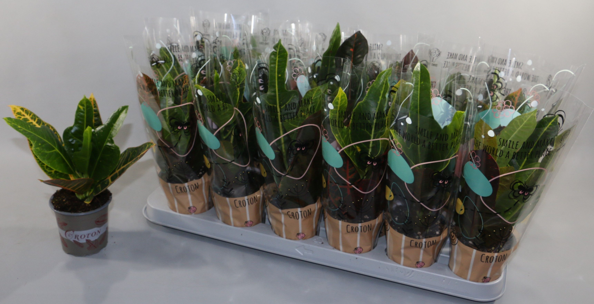 Croton Excellent 9cm in Design Hoes"Sunshiners®", D 9 cm