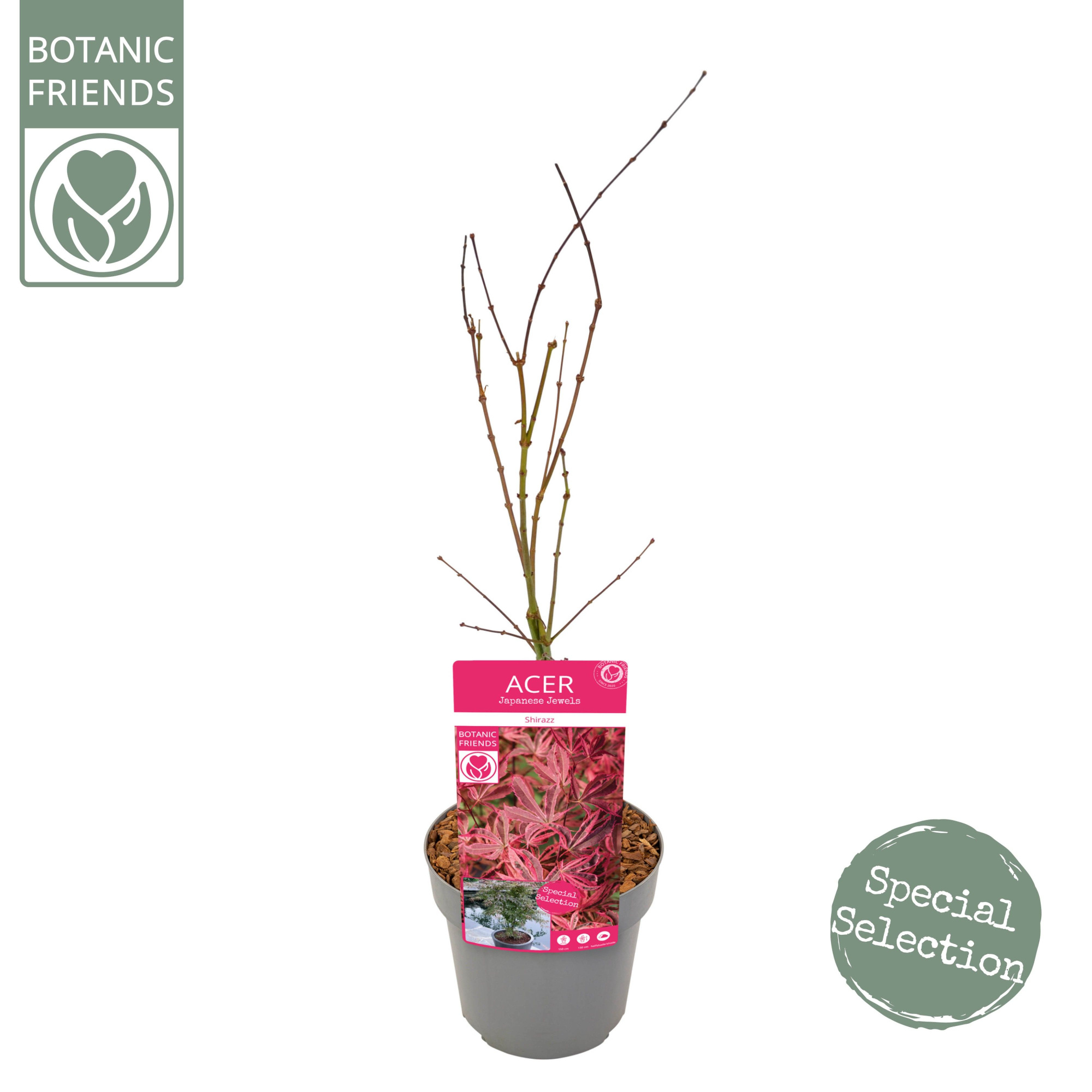 Acer palm. 'Shirazz' PREMIUM, D 19