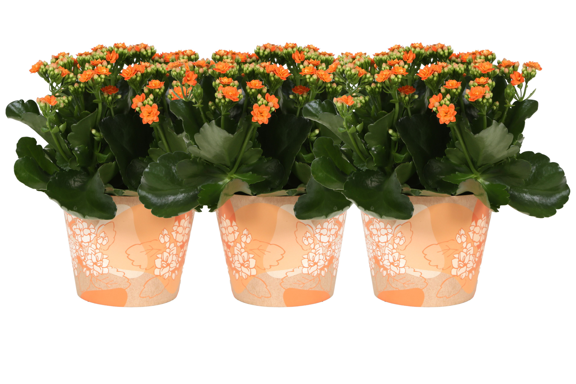 KP-849.1 OR - Kalanchoe Rosalina in oranje waterdichte smartcup, D 15 cm