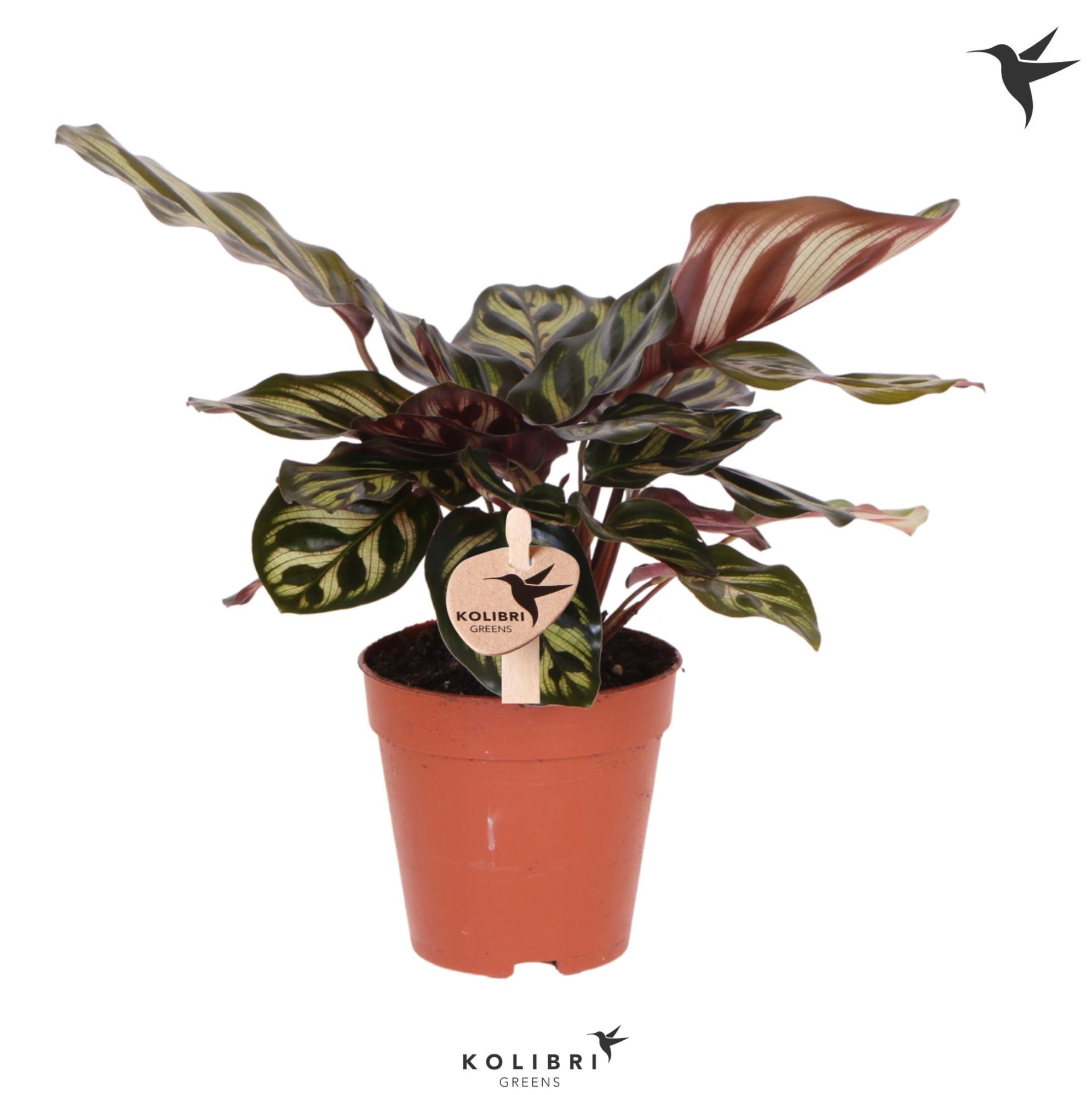 Kolibri Greens Calathea Makoyana, D 9 cm