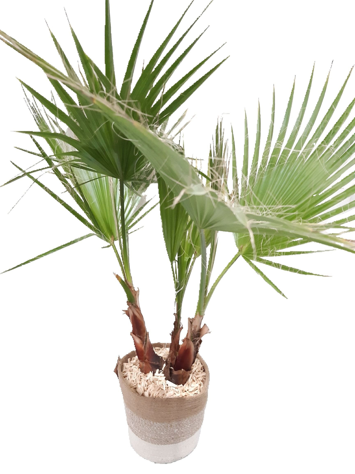 MJ24WR Washingtonia Robusta Jute Mand D24, D 24 cm