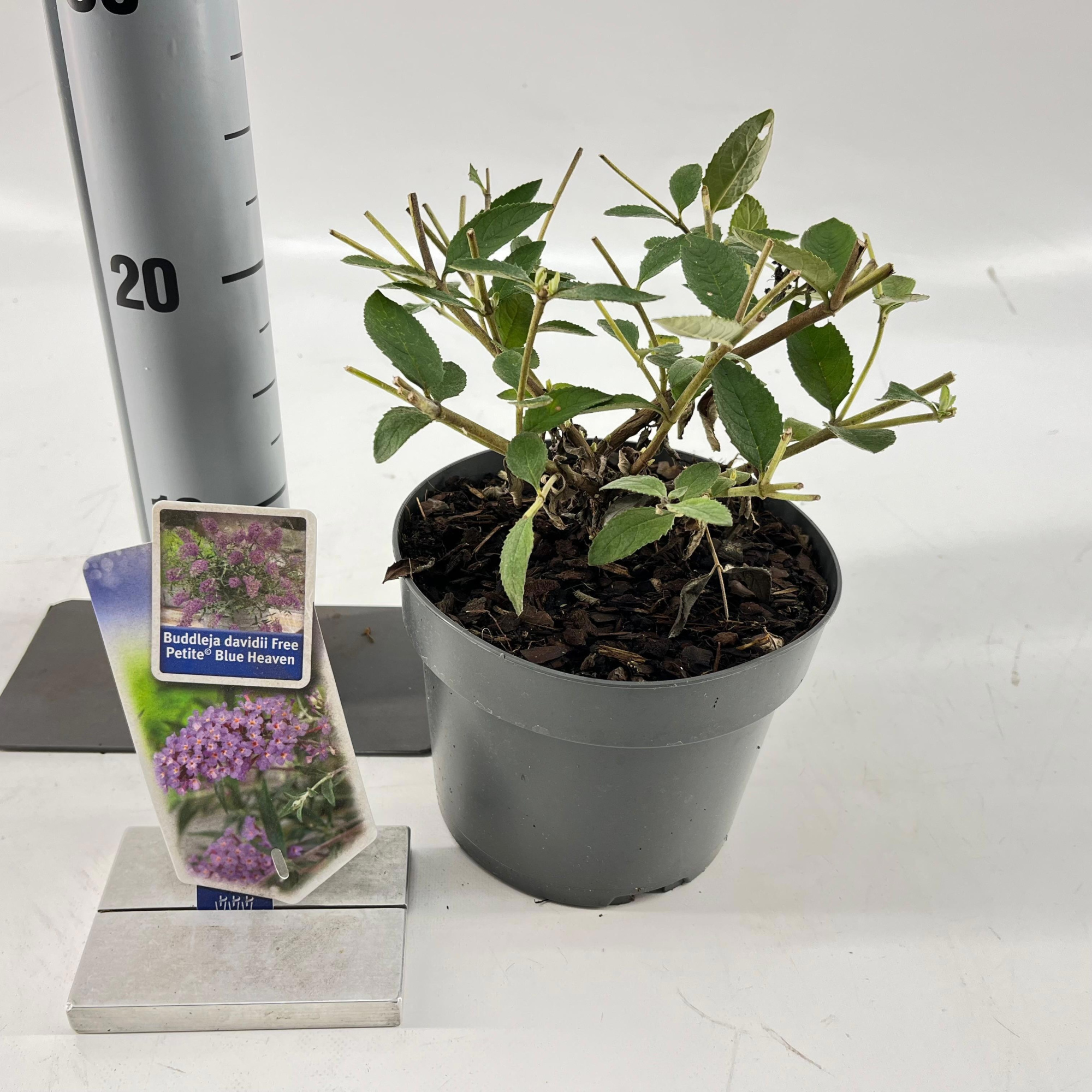 Buddleja dav. Free Petite© Blue Heaven ('Podaras 8'PBR), D 17 cm