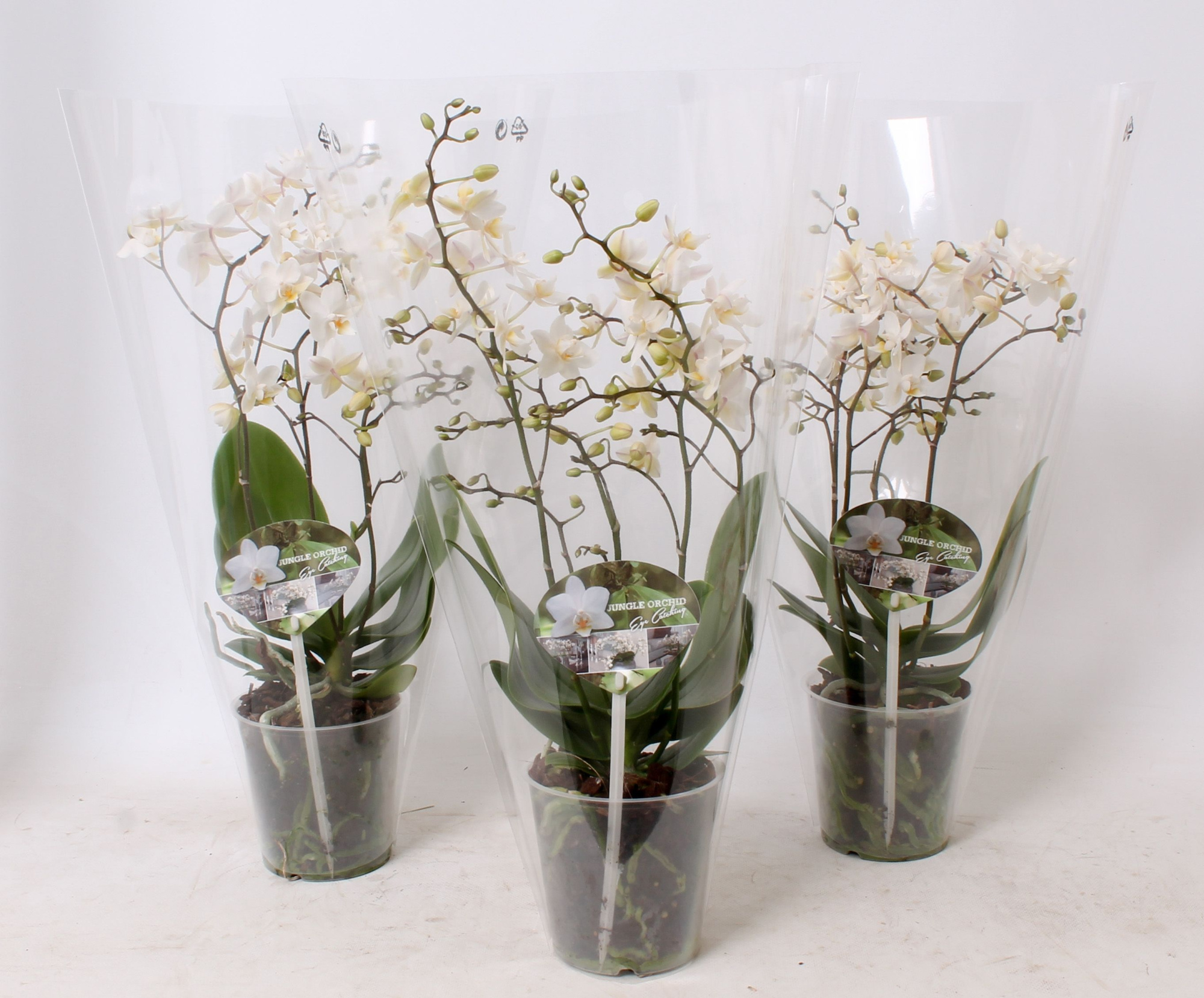 Phal. Multiflora 4-tak "Soft Cloud", D 12