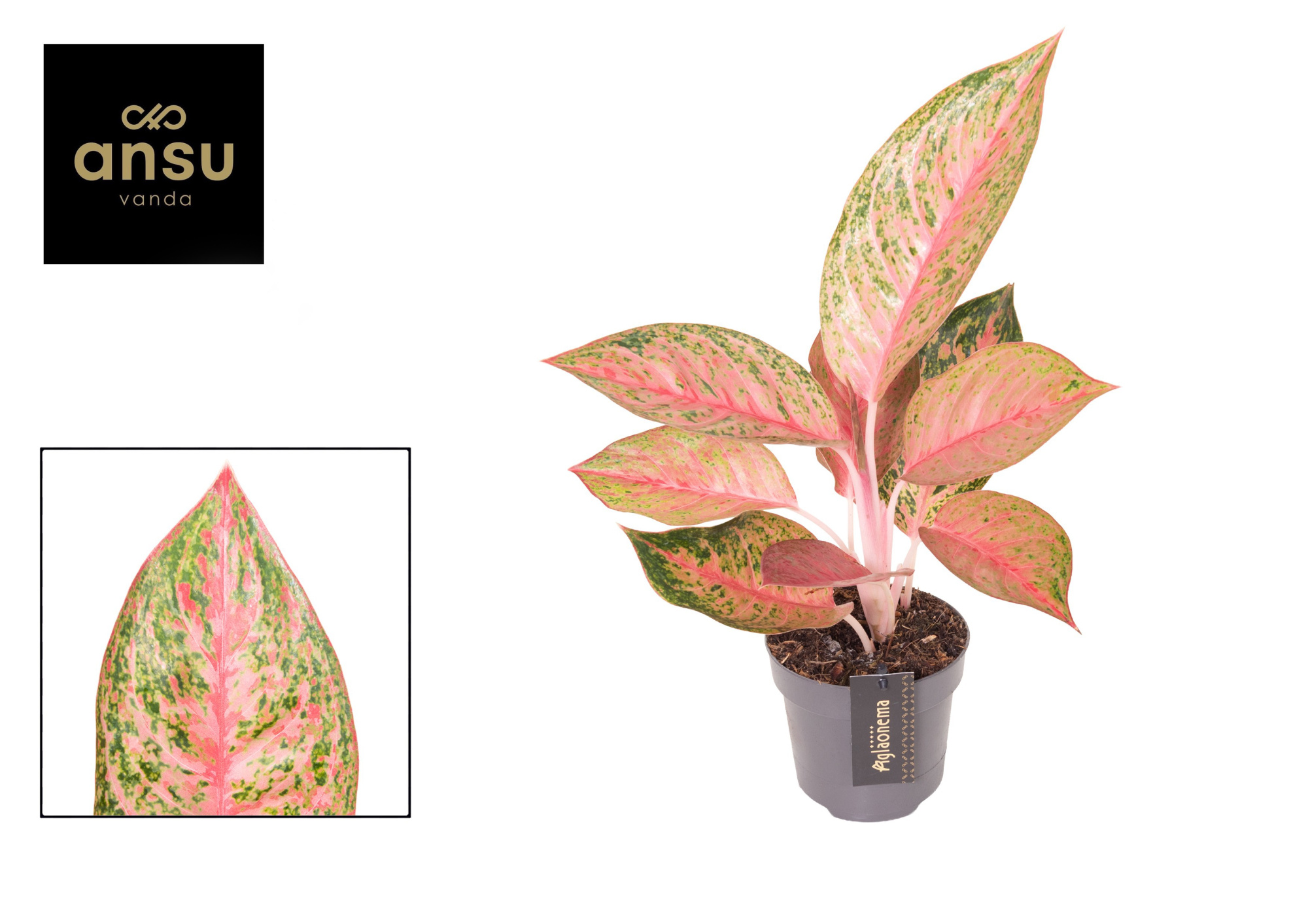 Aglaonema Tango Pink, D 12