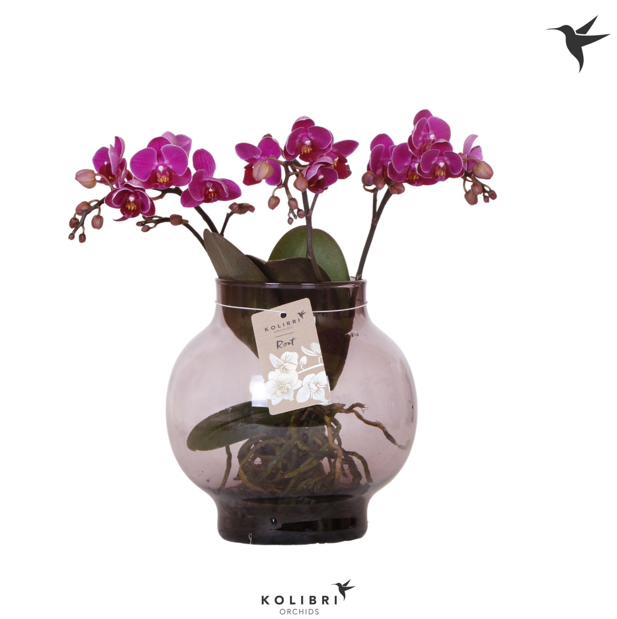 Kolibri Orchids Phalaenopsis Roots violet in glas bowl lila, D 16 cm