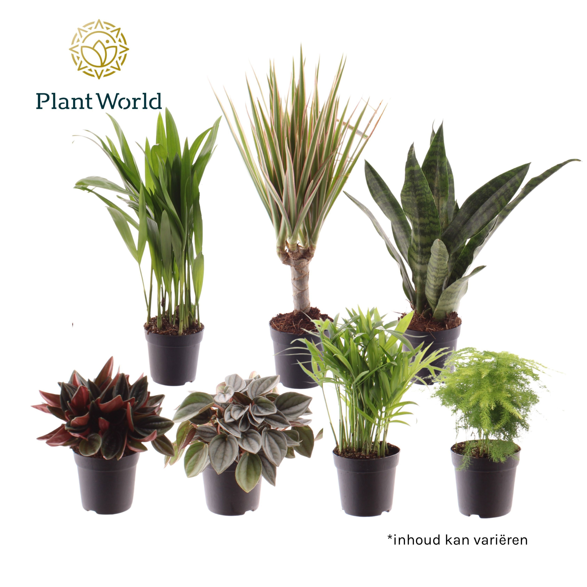 Keen on Green New York mix 7 cm, D 7 cm