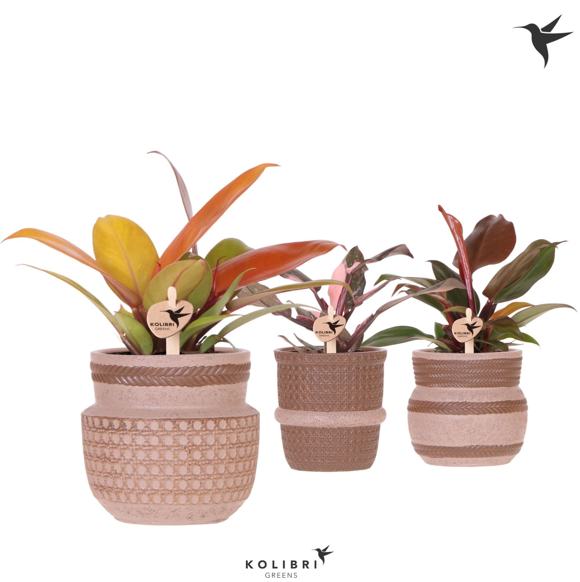 Kolibri Greens Philodendron mix in Ethnic pot sand mix, D 9 cm