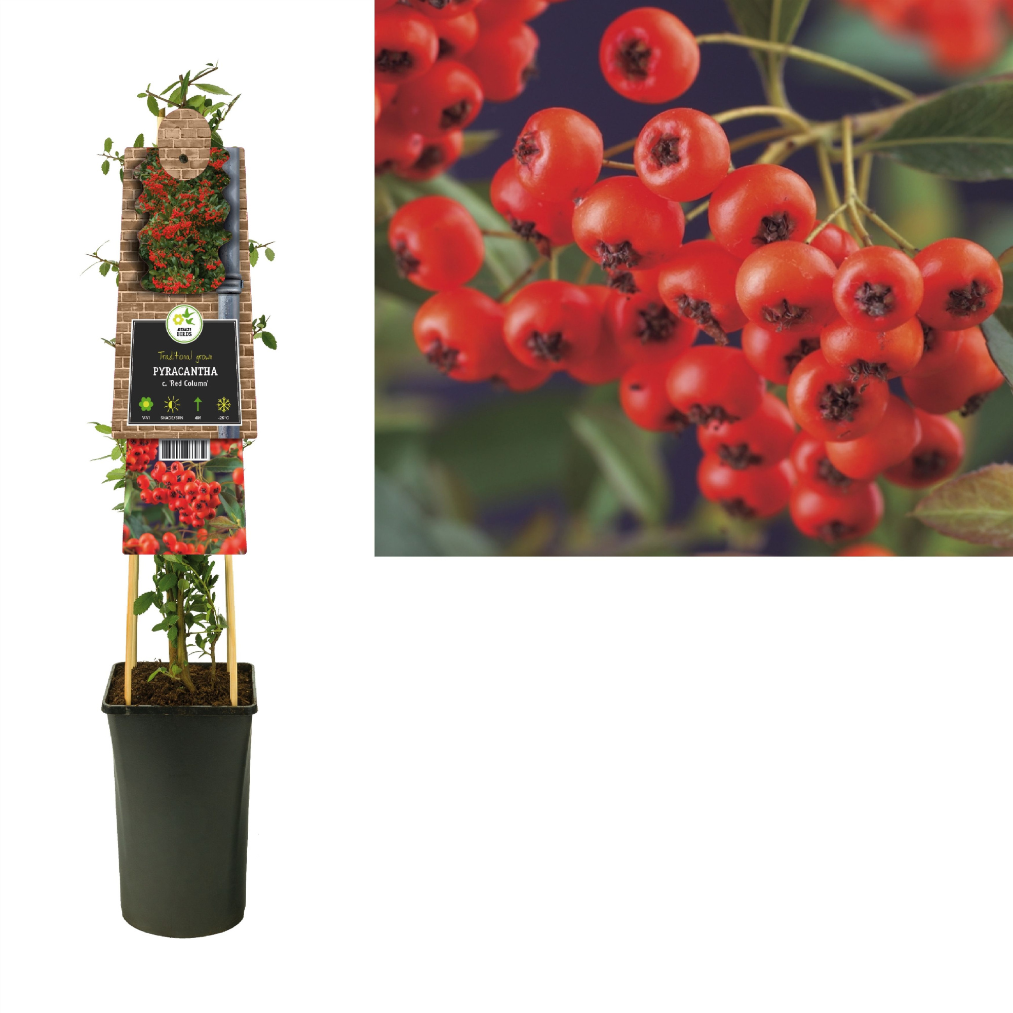 Pyracantha c. 'Red Column' +3.0 label, D 17 cm