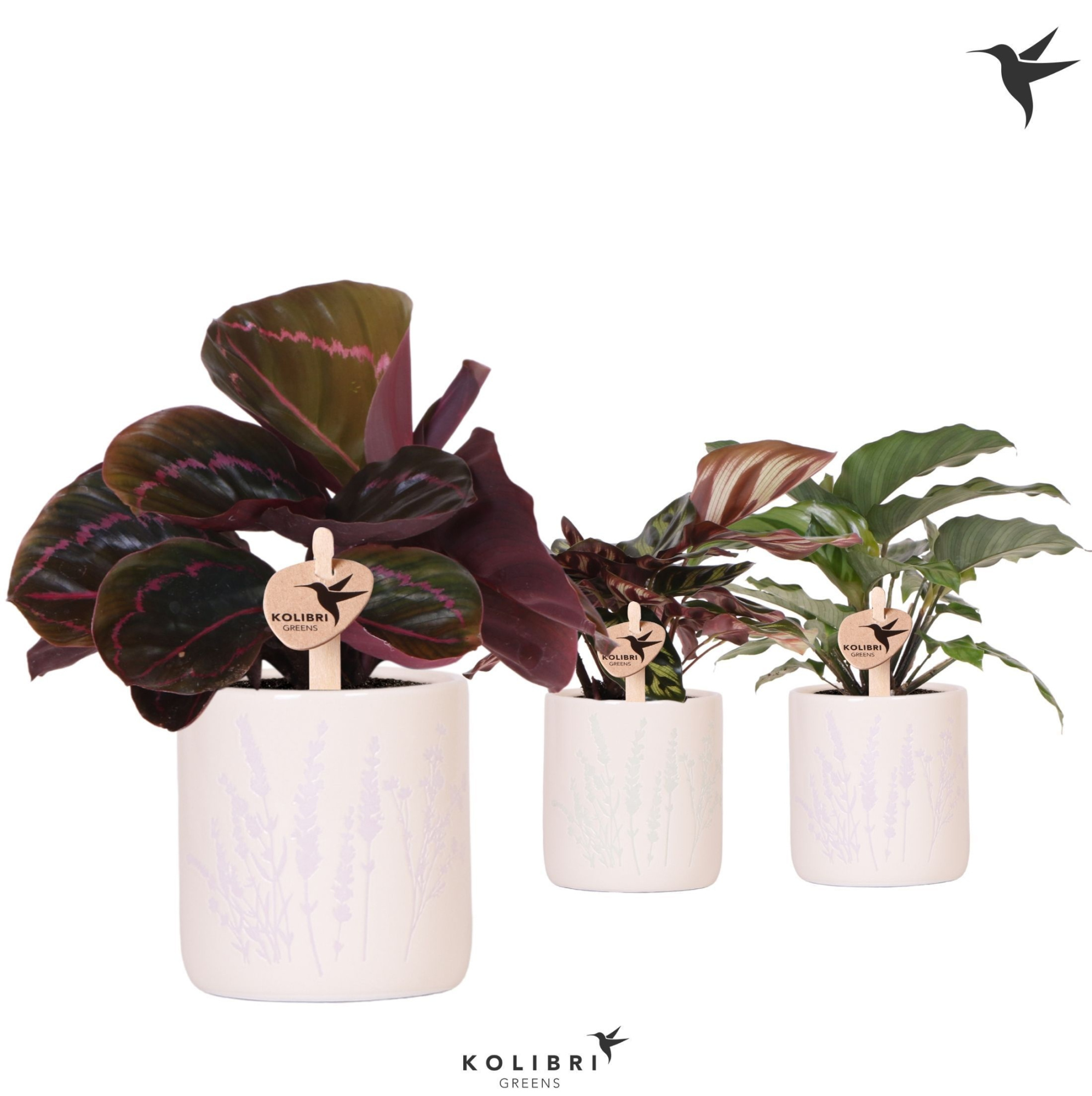 Kolibri Greens Calathea mix in Floral pot mix, D 9