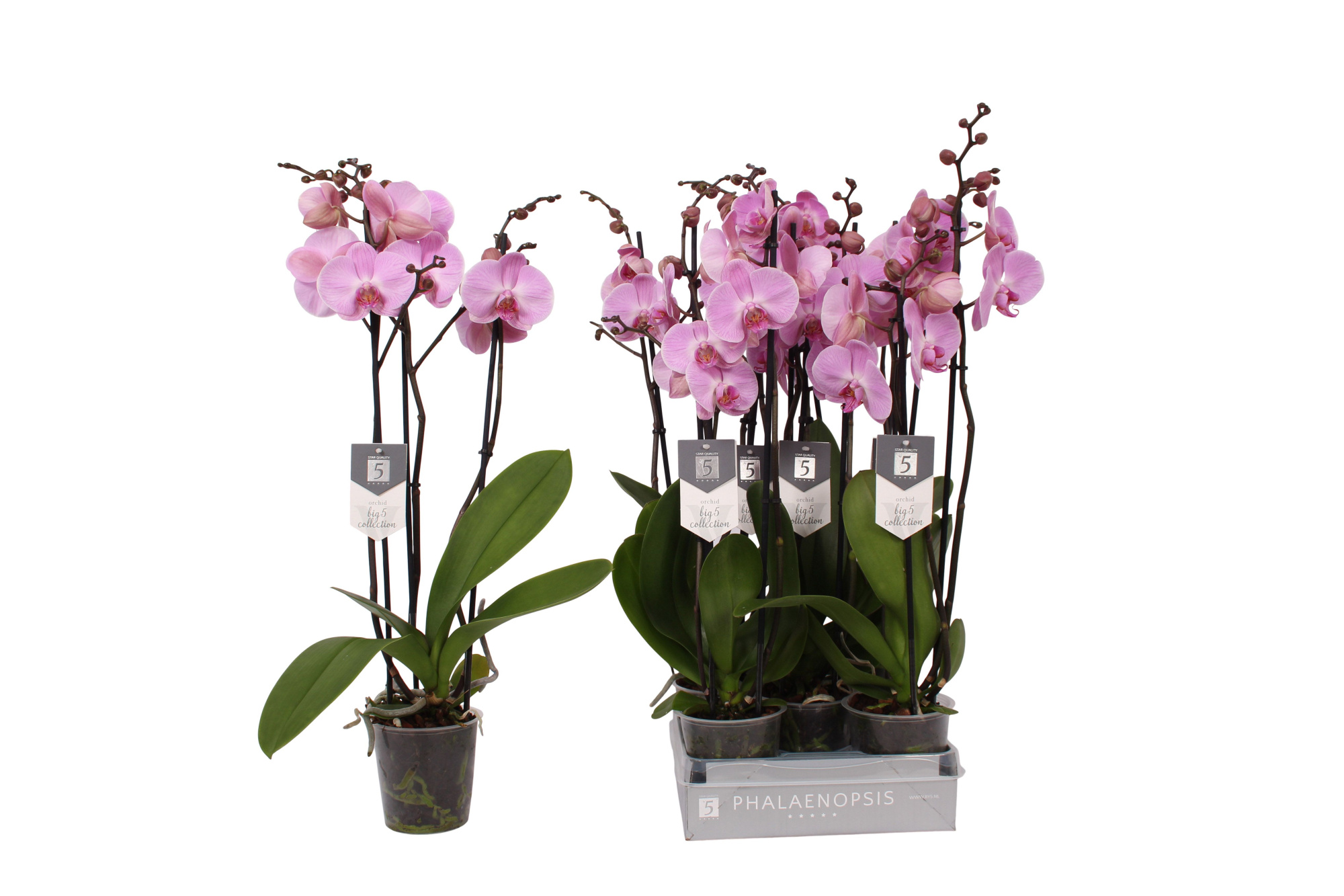 Phalaenopsis Elion, 3-spike 22+, D 12