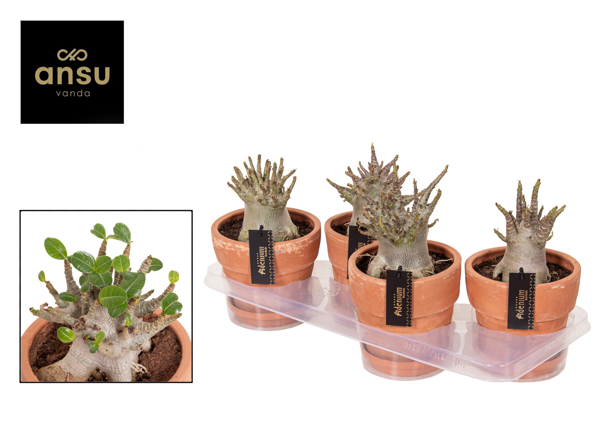 Adenium "Ansu" Baobab in Terracotta pot, D 17