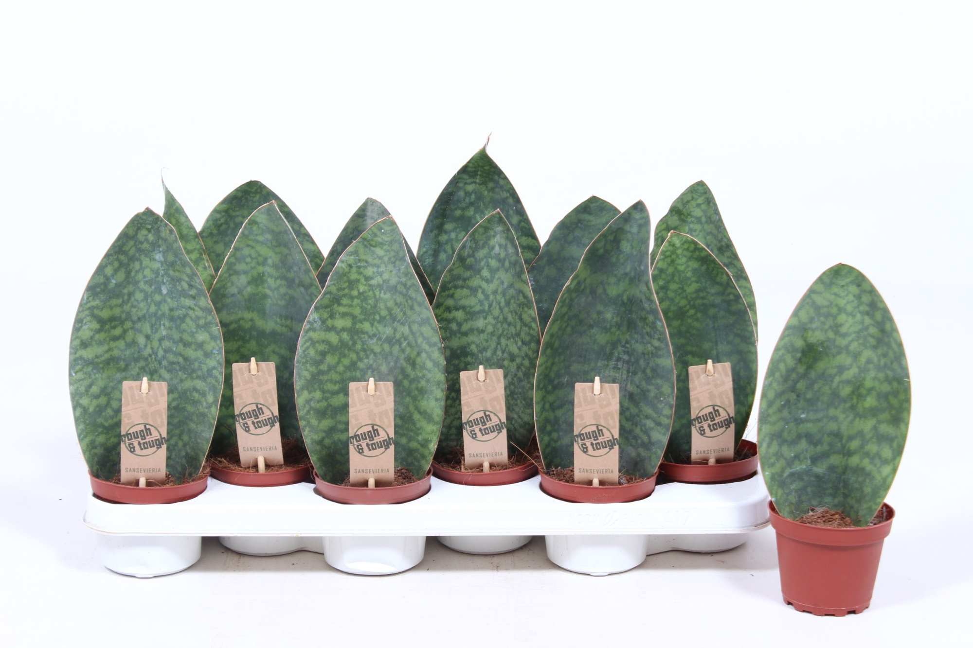 Sansevieria Victoria, D 10,5