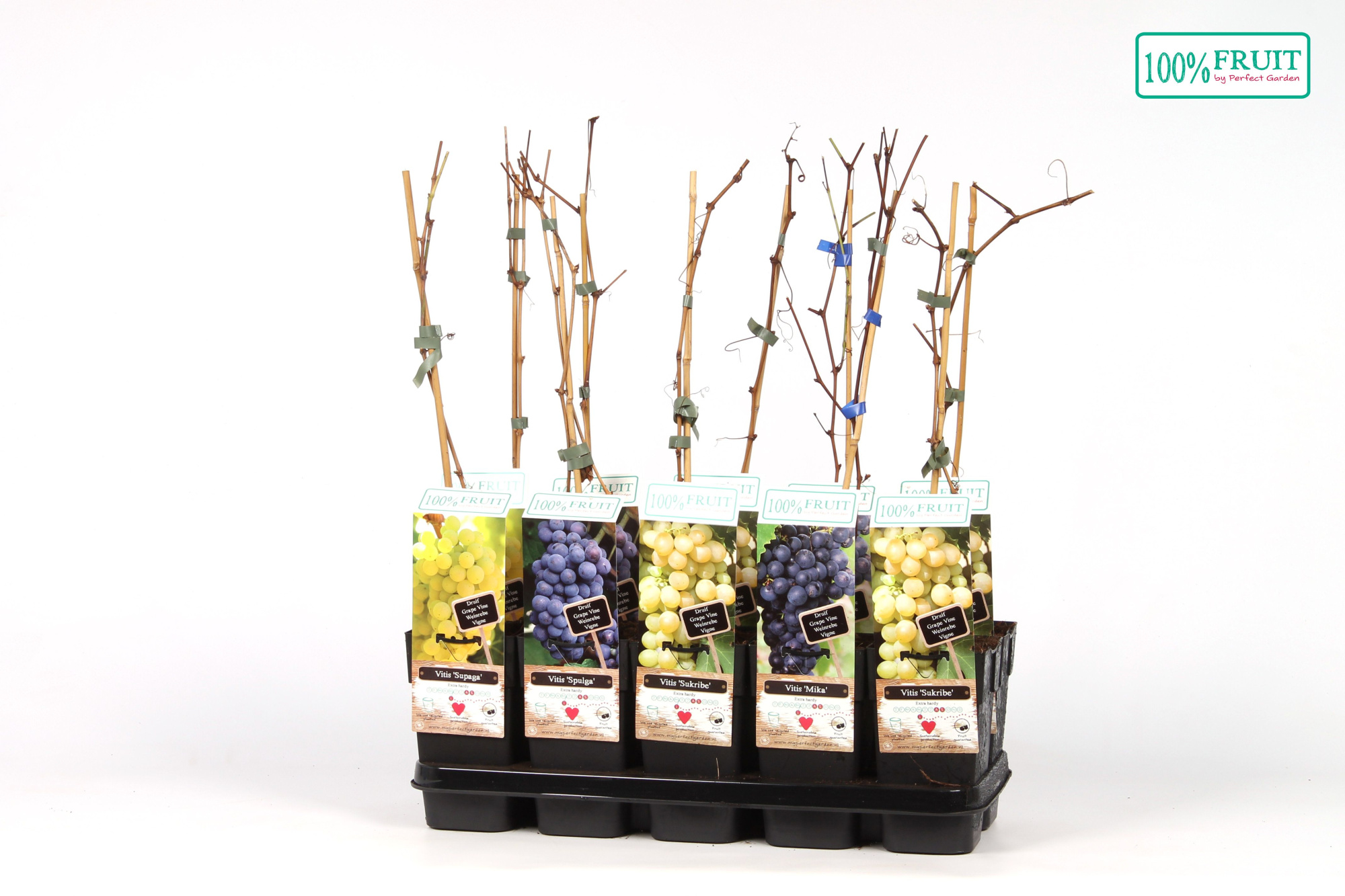 Vitis mix laag winterhard P15, D 15