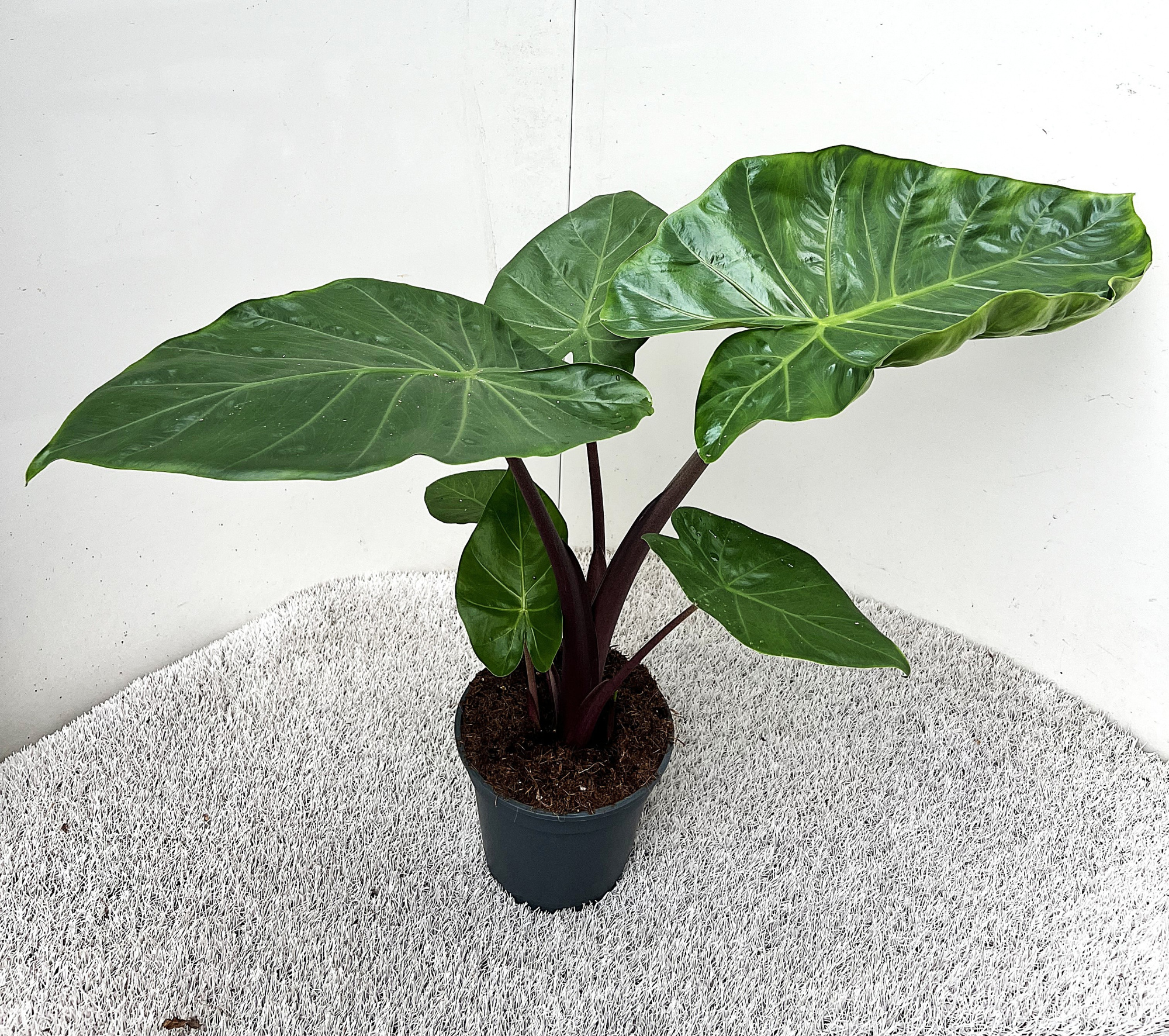 Alocasia Imperial Red, D 17 cm