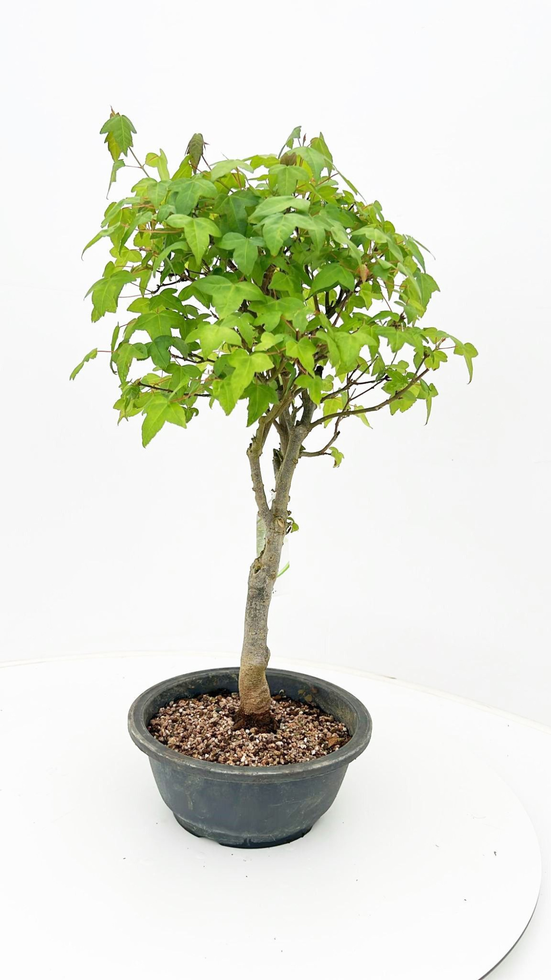 Acer buergerianum, 20cm., D 20 cm