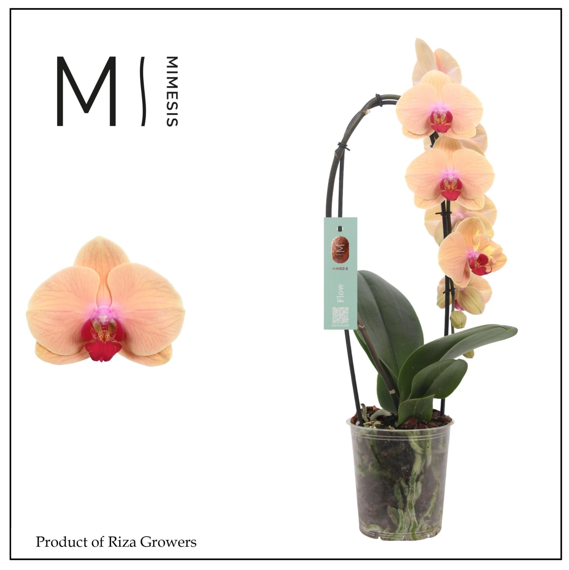 Phalaenopsis Flow Caribbean Dream 1 spike - 12cm | Mimesis, D 12 cm