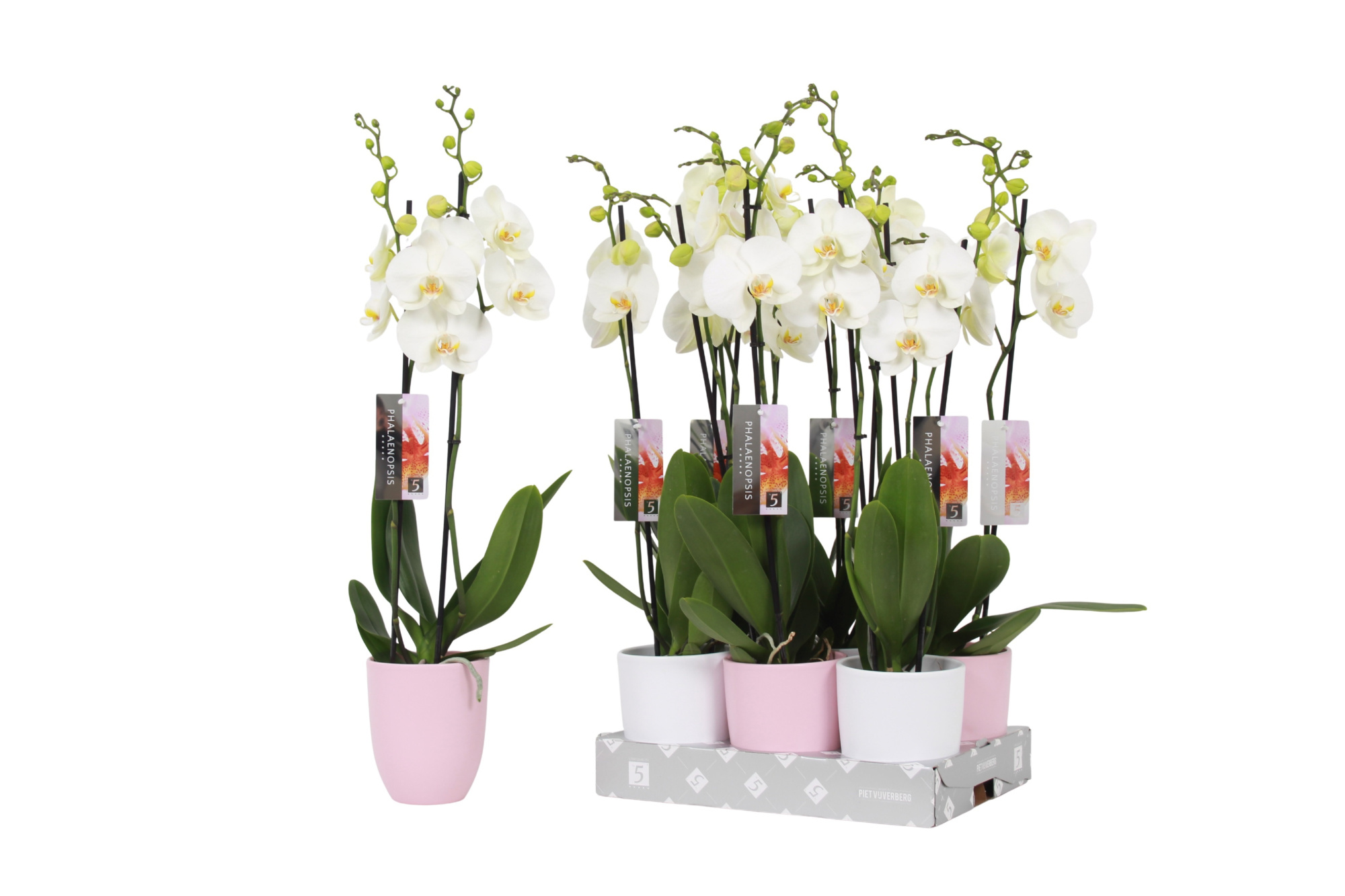 Phalaenopsis White, 2-spike Pink and White Ceramics, D 12