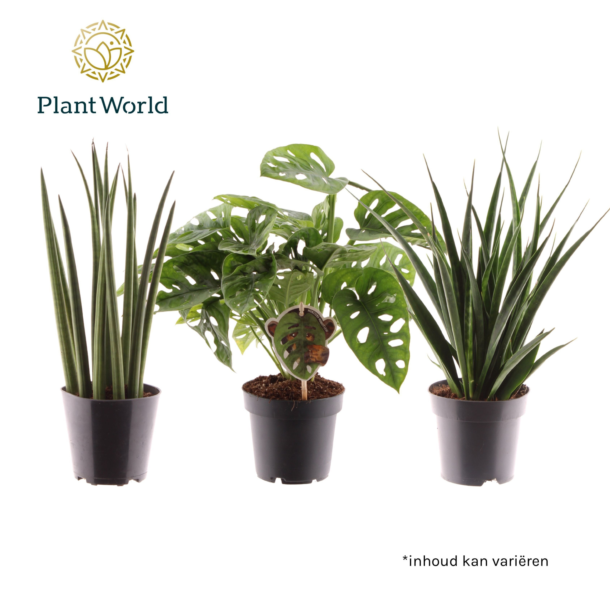 Mix: Mikado-Kirkii-Monkey, D 12 cm