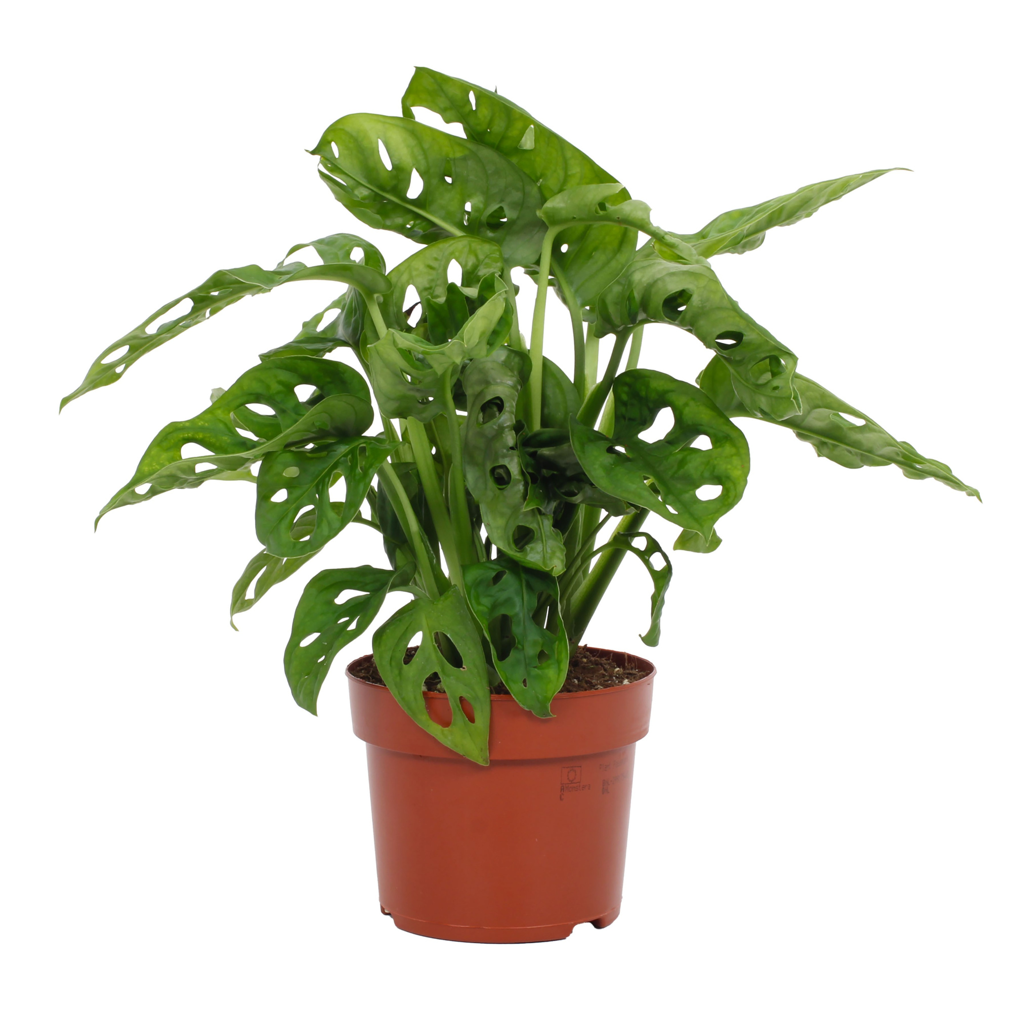 Monstera Adansonii 12cm, D 12 cm