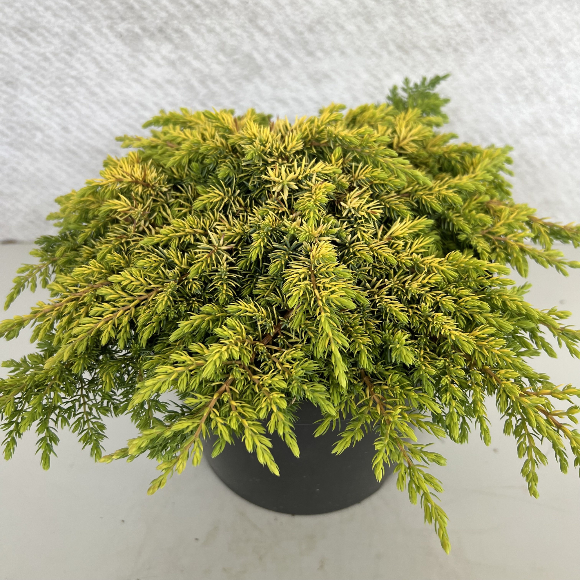 Juniperus comm. 'Lemon Carpet', D 19 cm