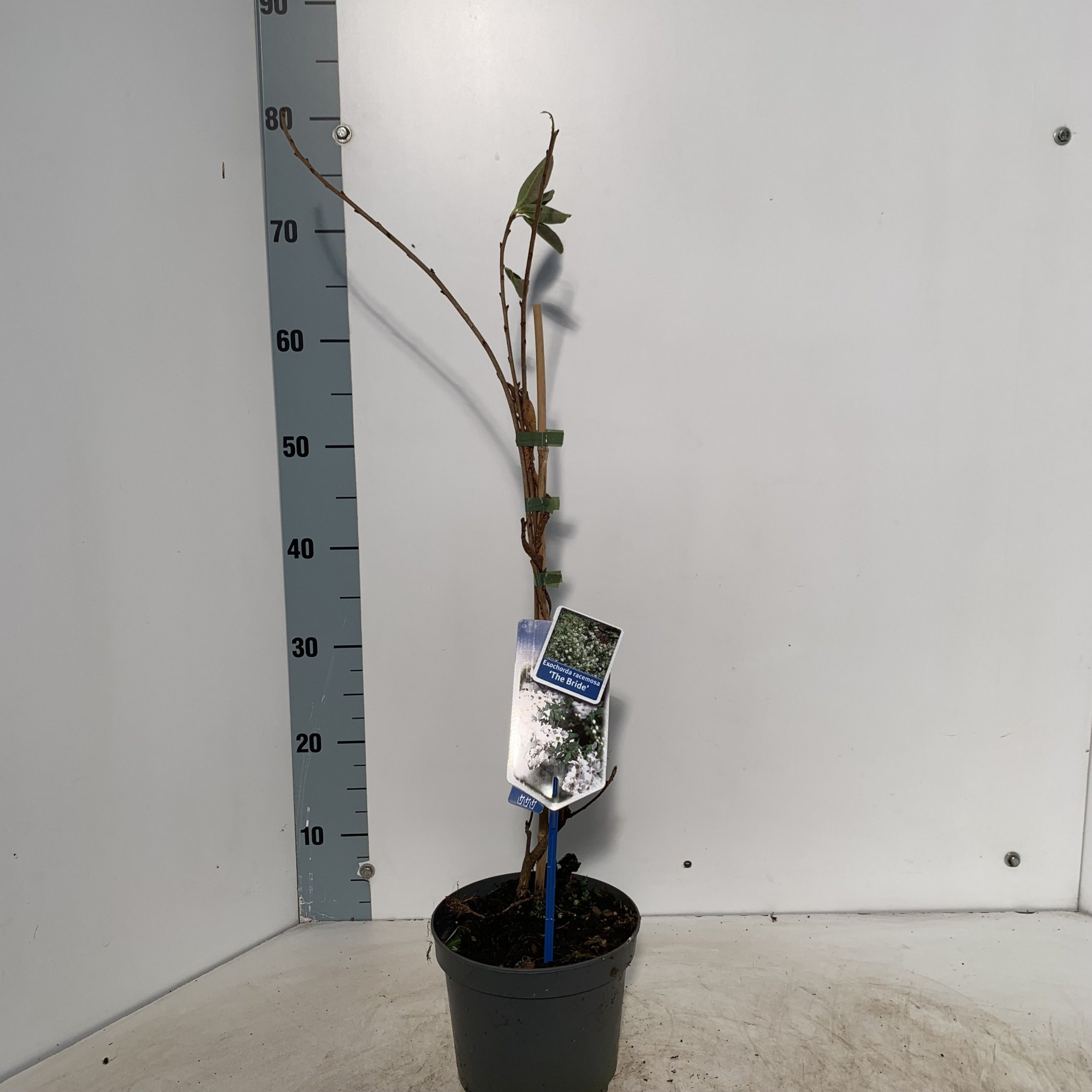 Exochorda macr. 'The Bride' - gestokt, D 17