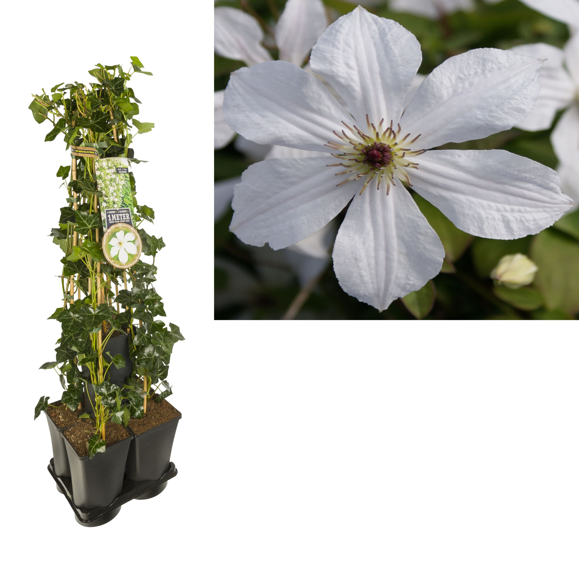 1 m. privacy mix Hedera + Clematis 'Forever Friends' PBR +label, D 17