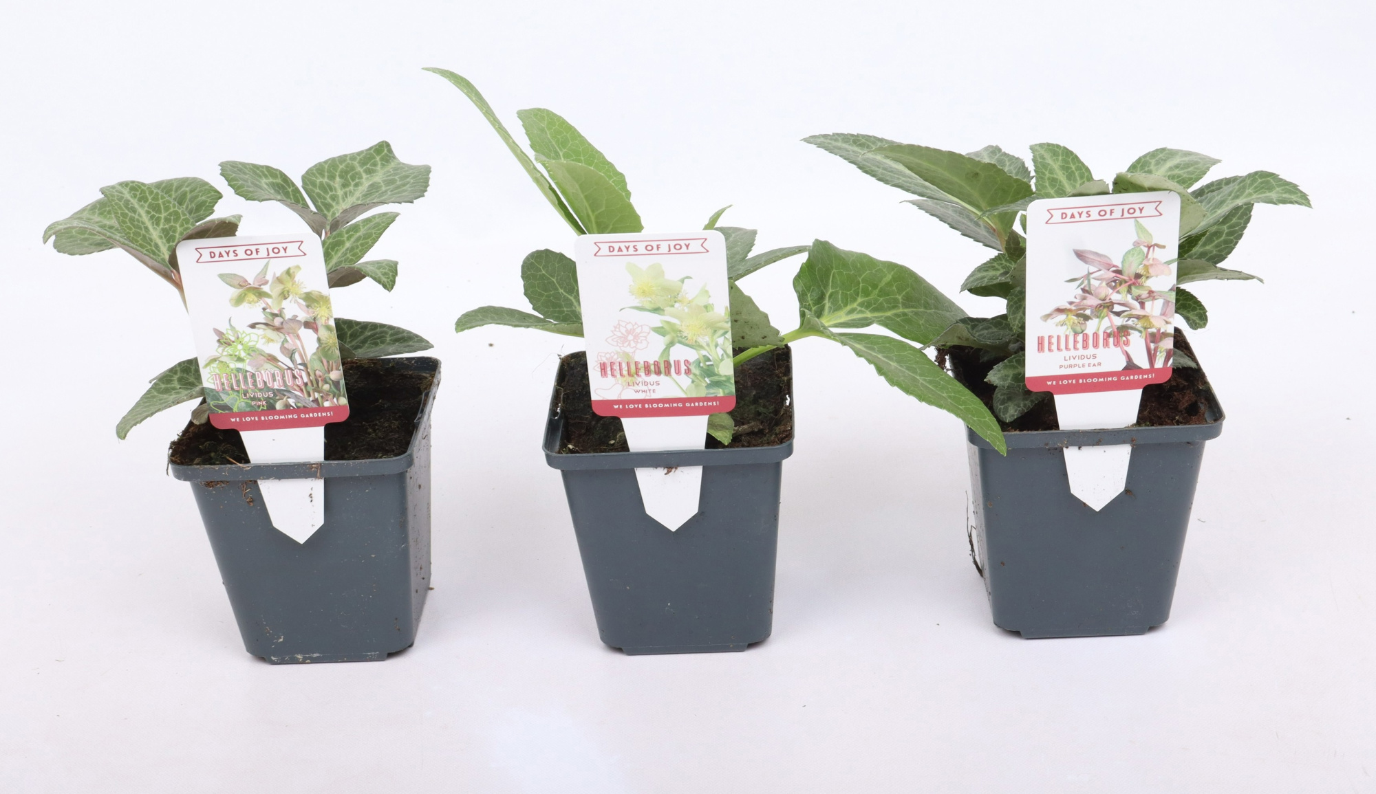 Helleborus lividus mixlaag 9 cm, D 9